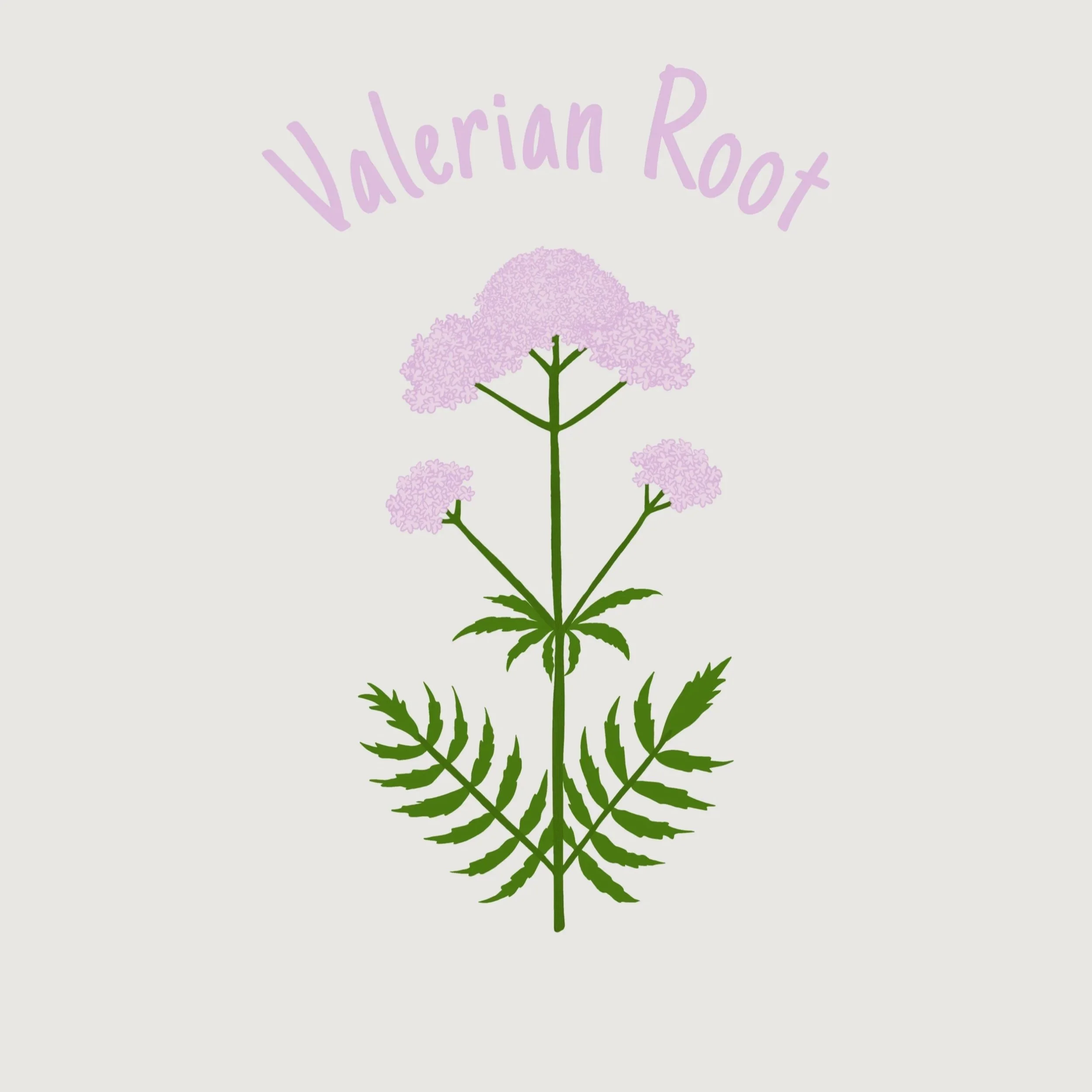 Valerian+Root.jpg