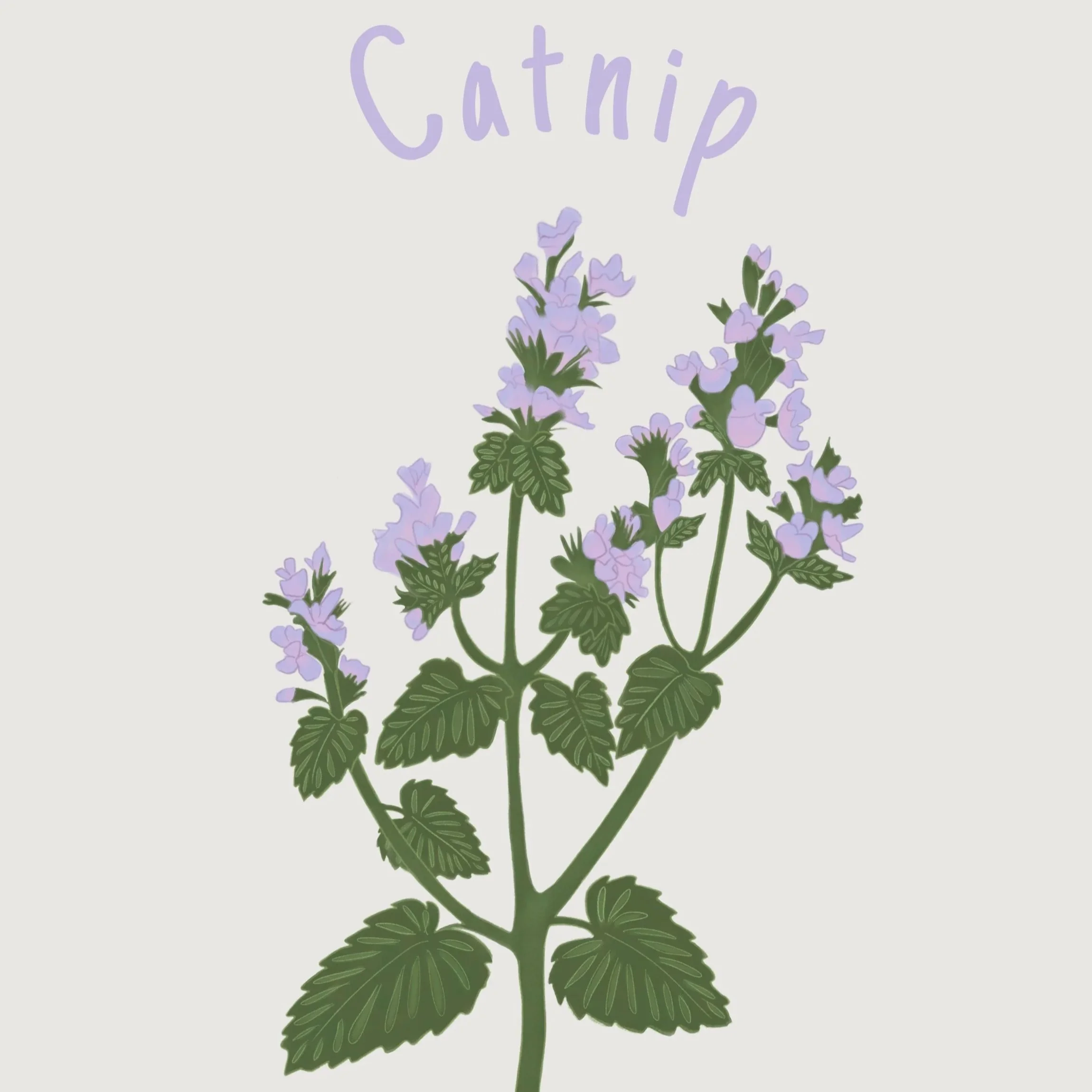 catnip.jpg
