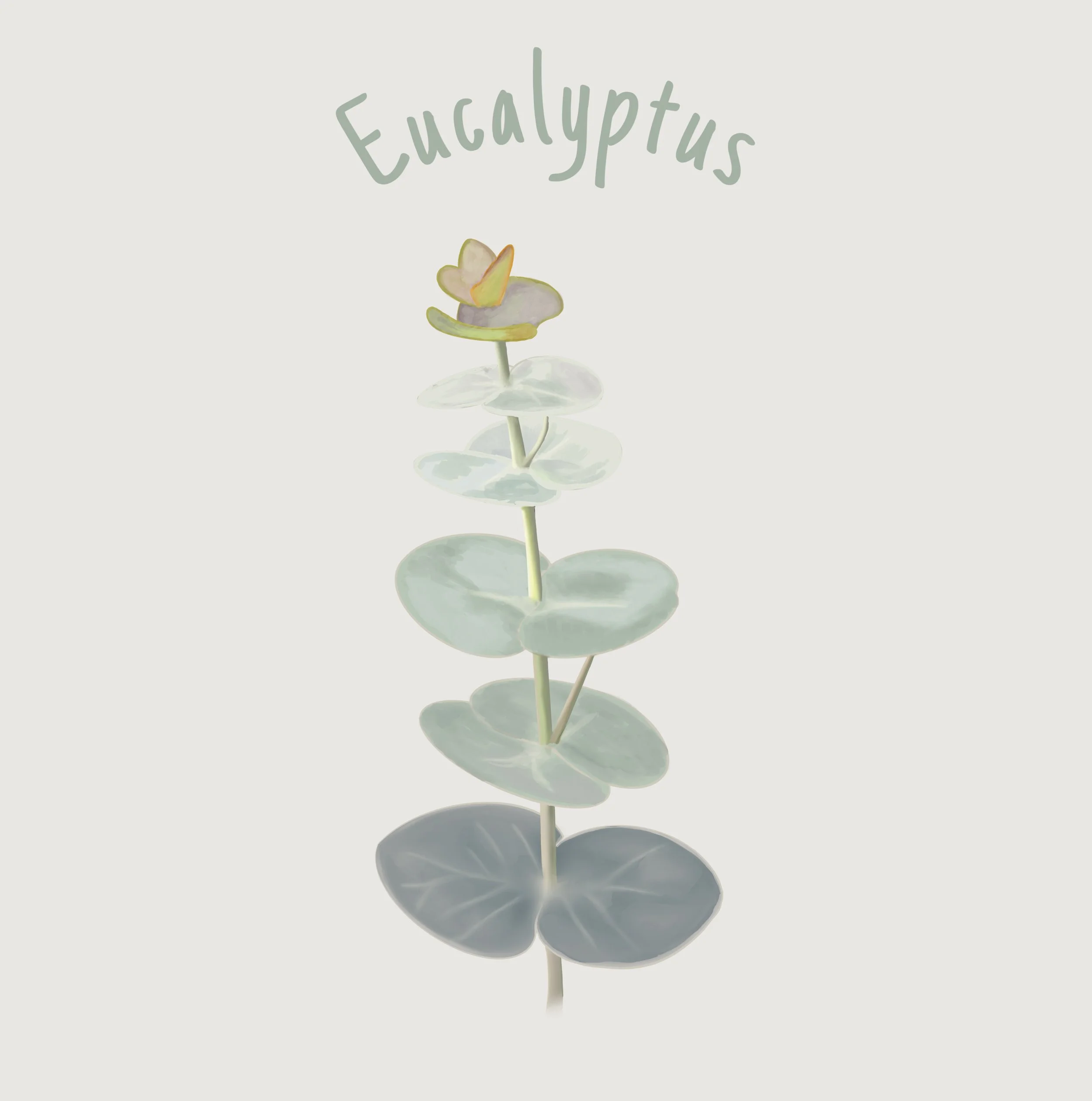 Eucalyptus.jpeg