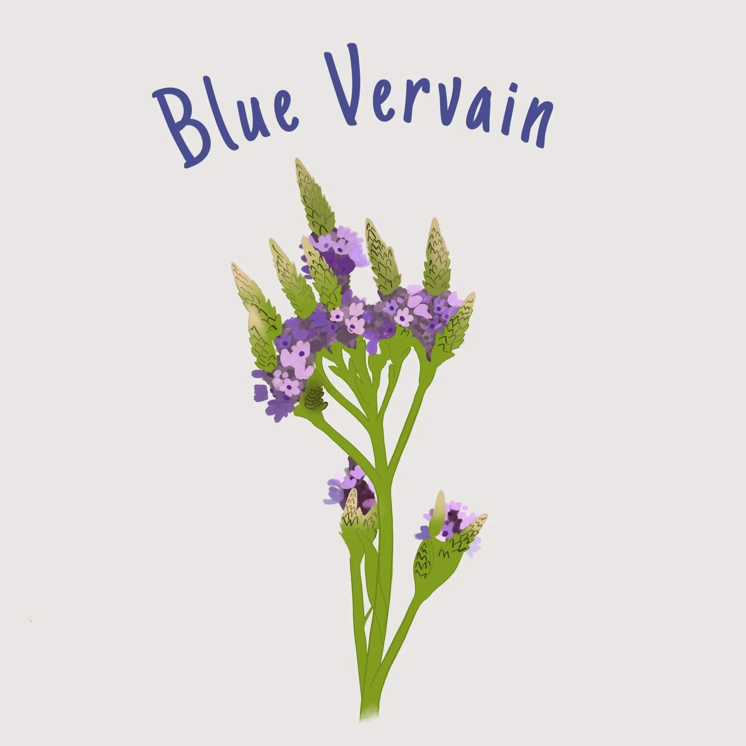 Blue+Vervain.jpg