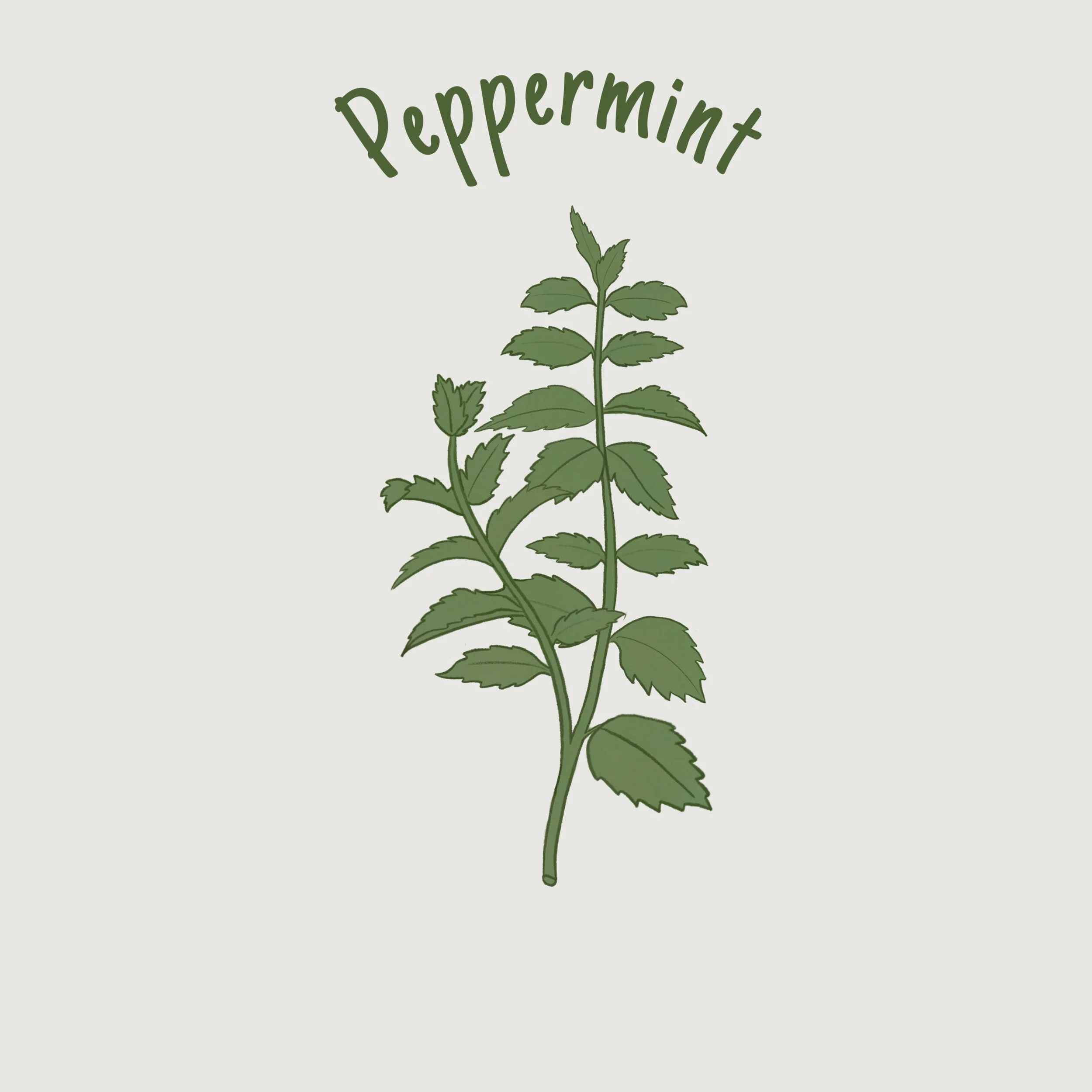 Peppermint.jpg