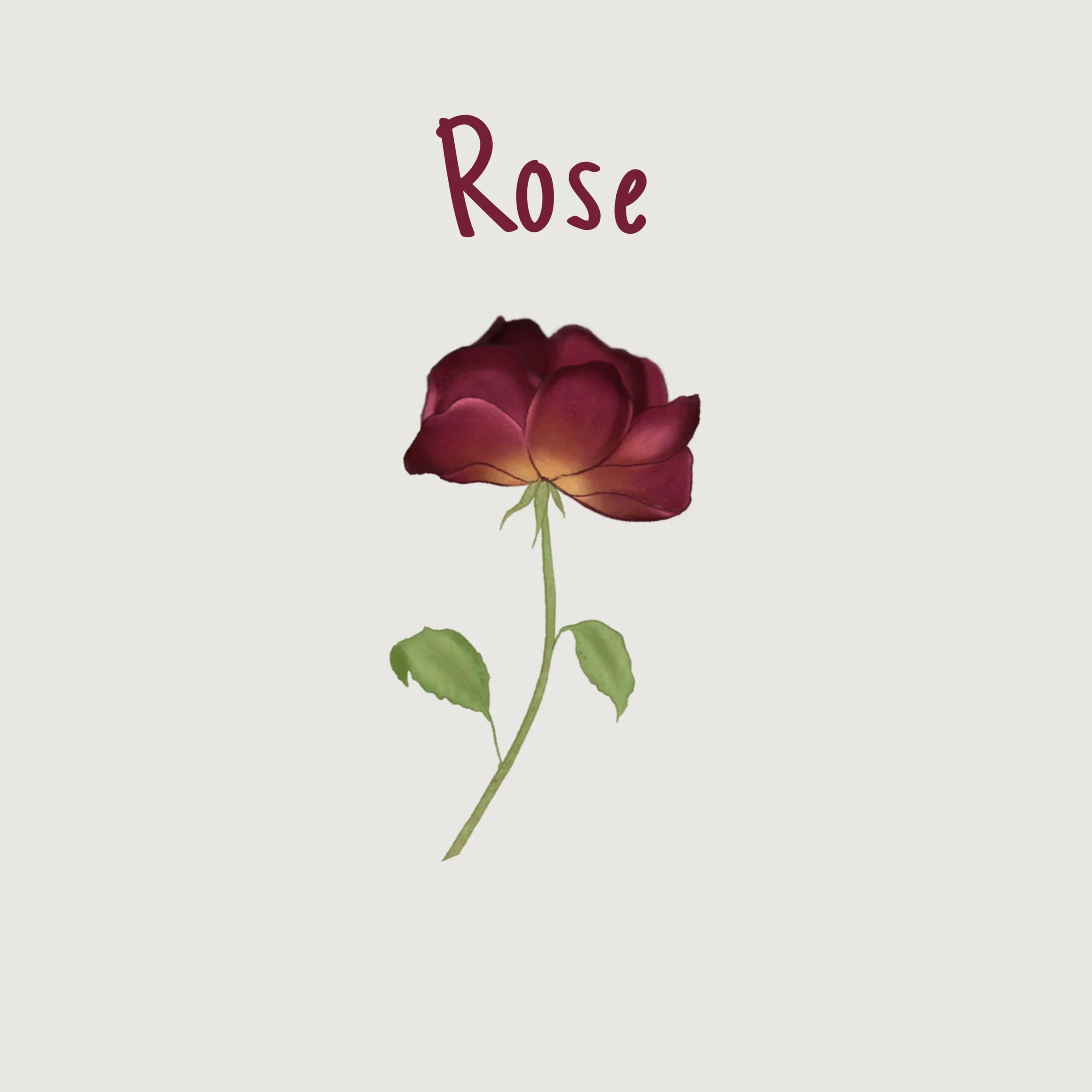 Rose.jpg
