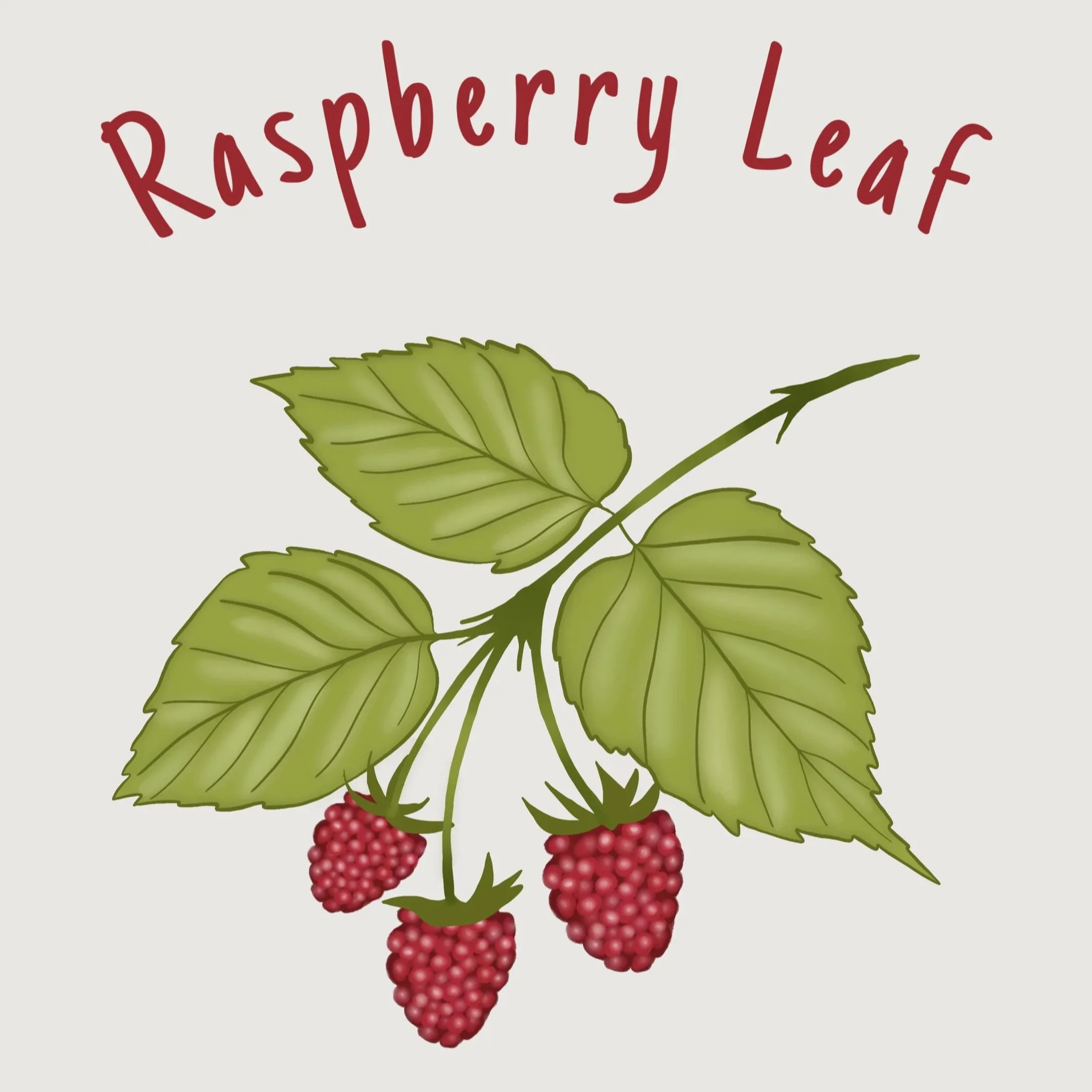 Raspberry+leaf.jpg