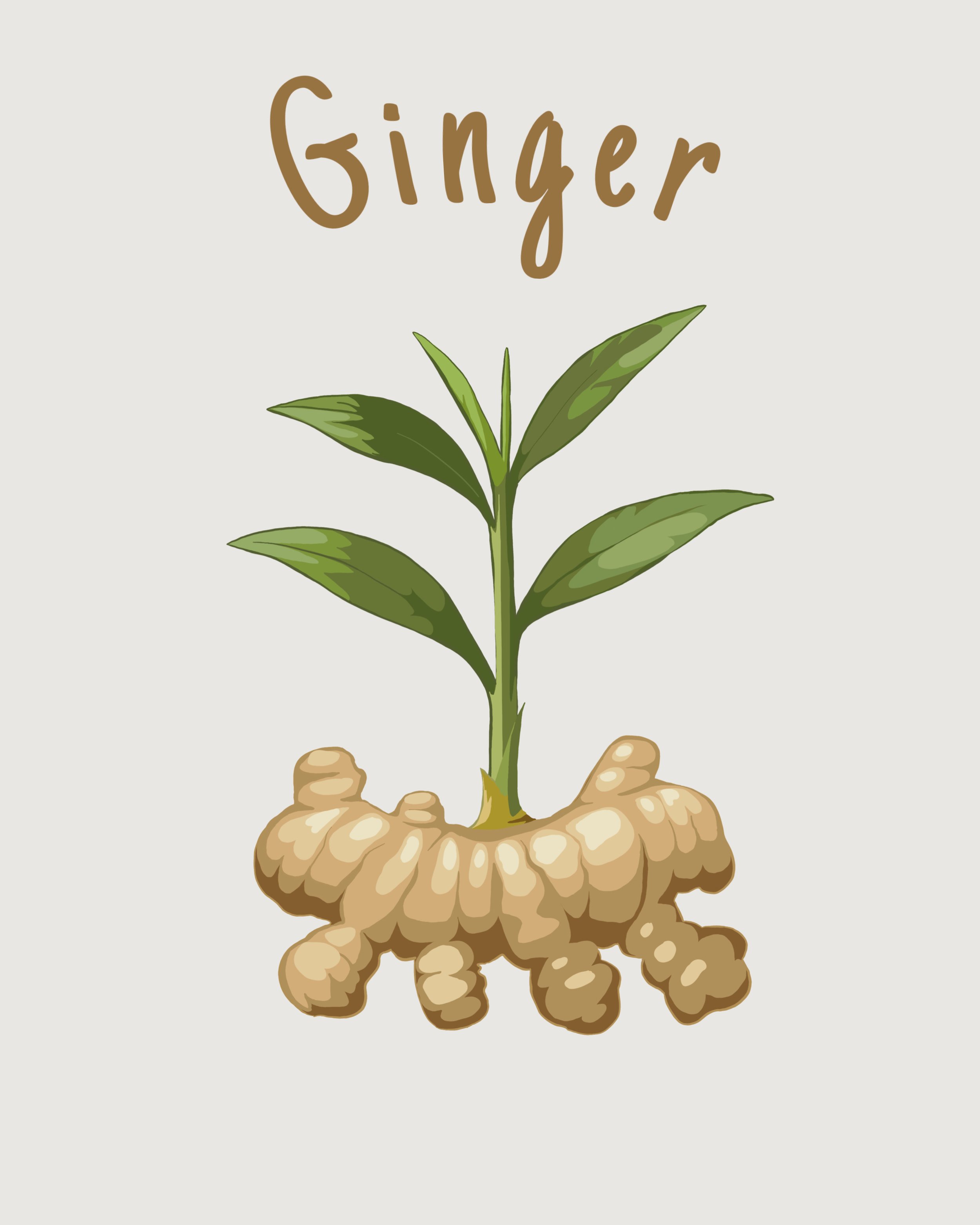 Ginger.jpeg