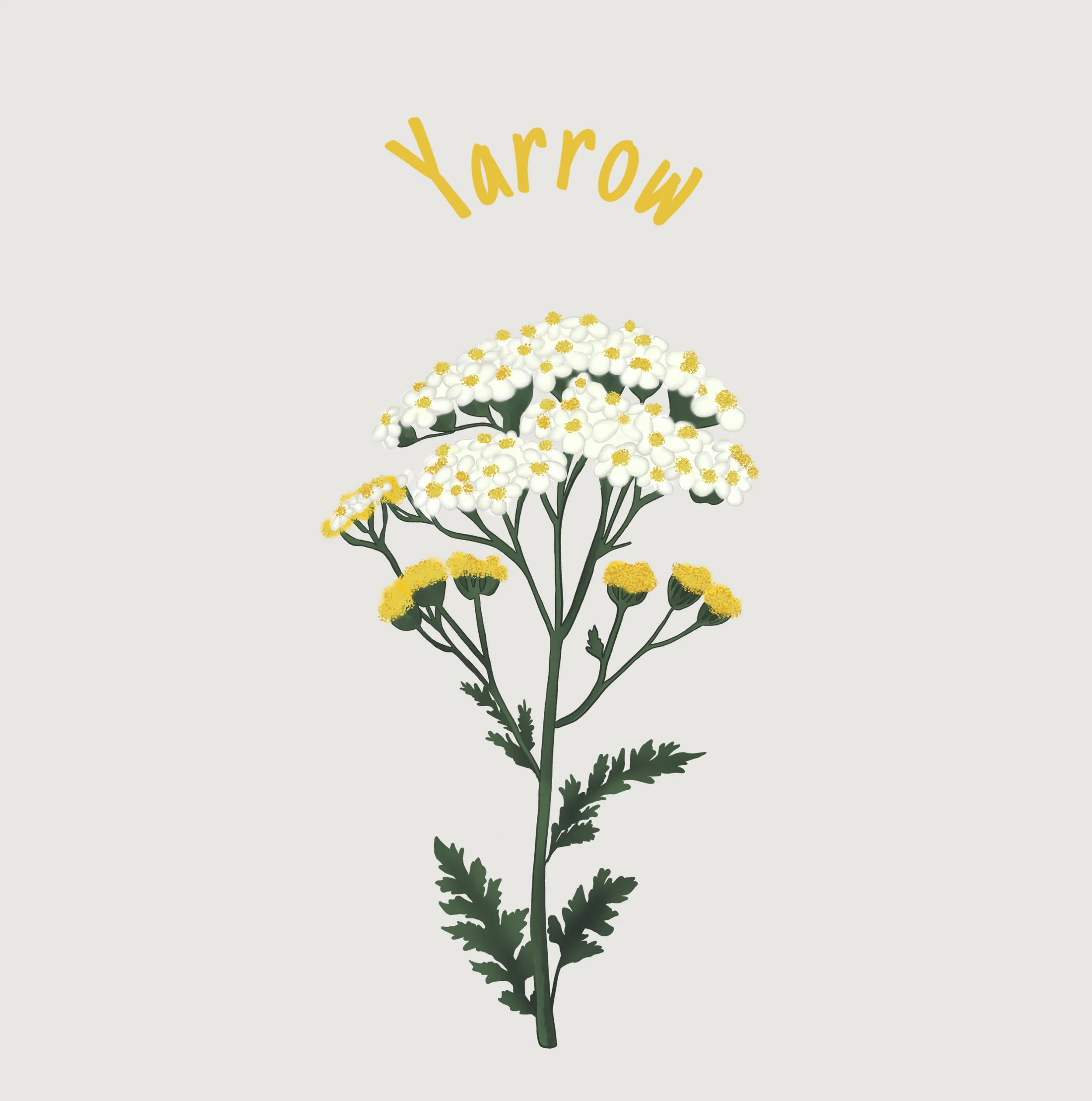 Yarrow.jpg
