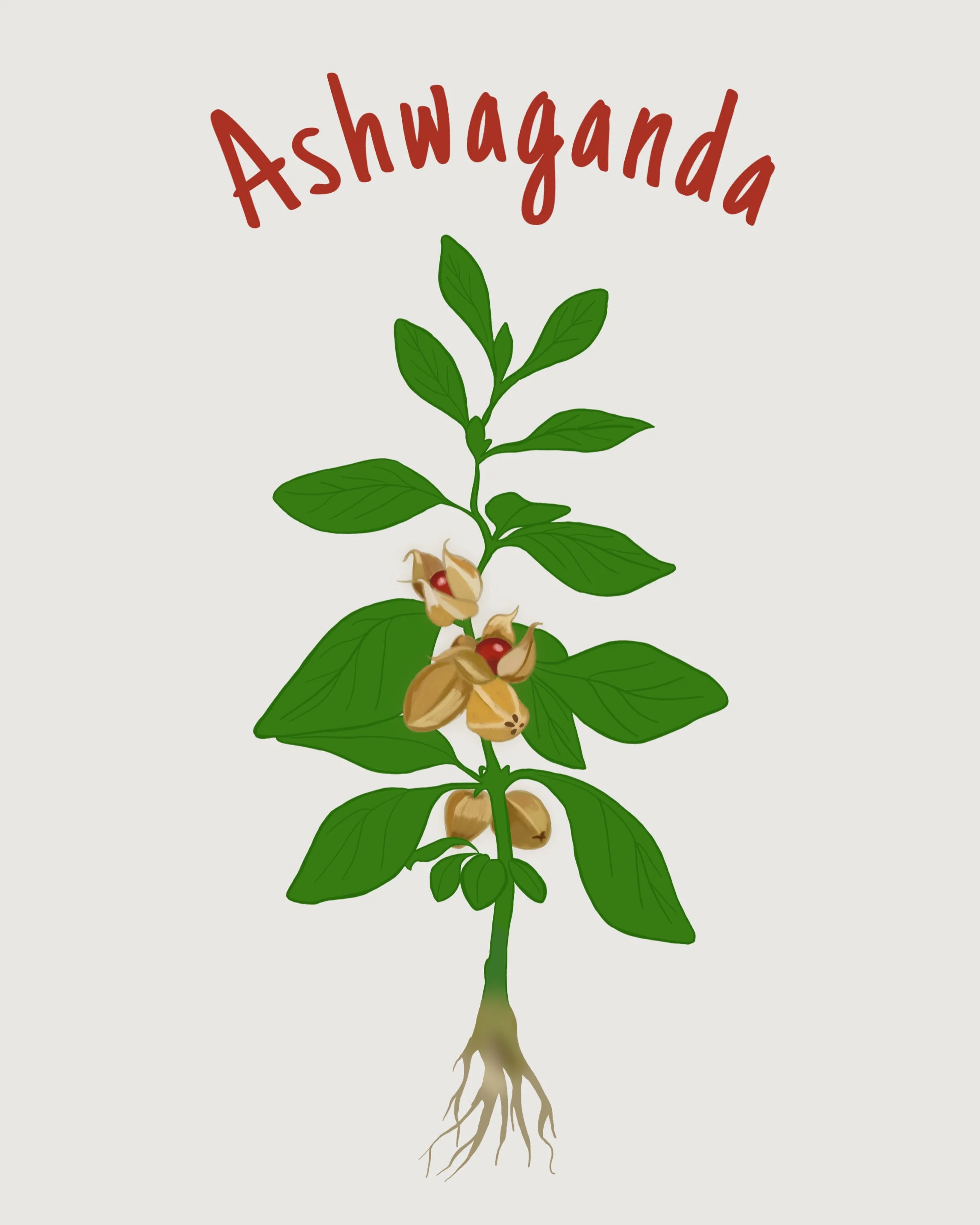 Ashwaganda .jpeg