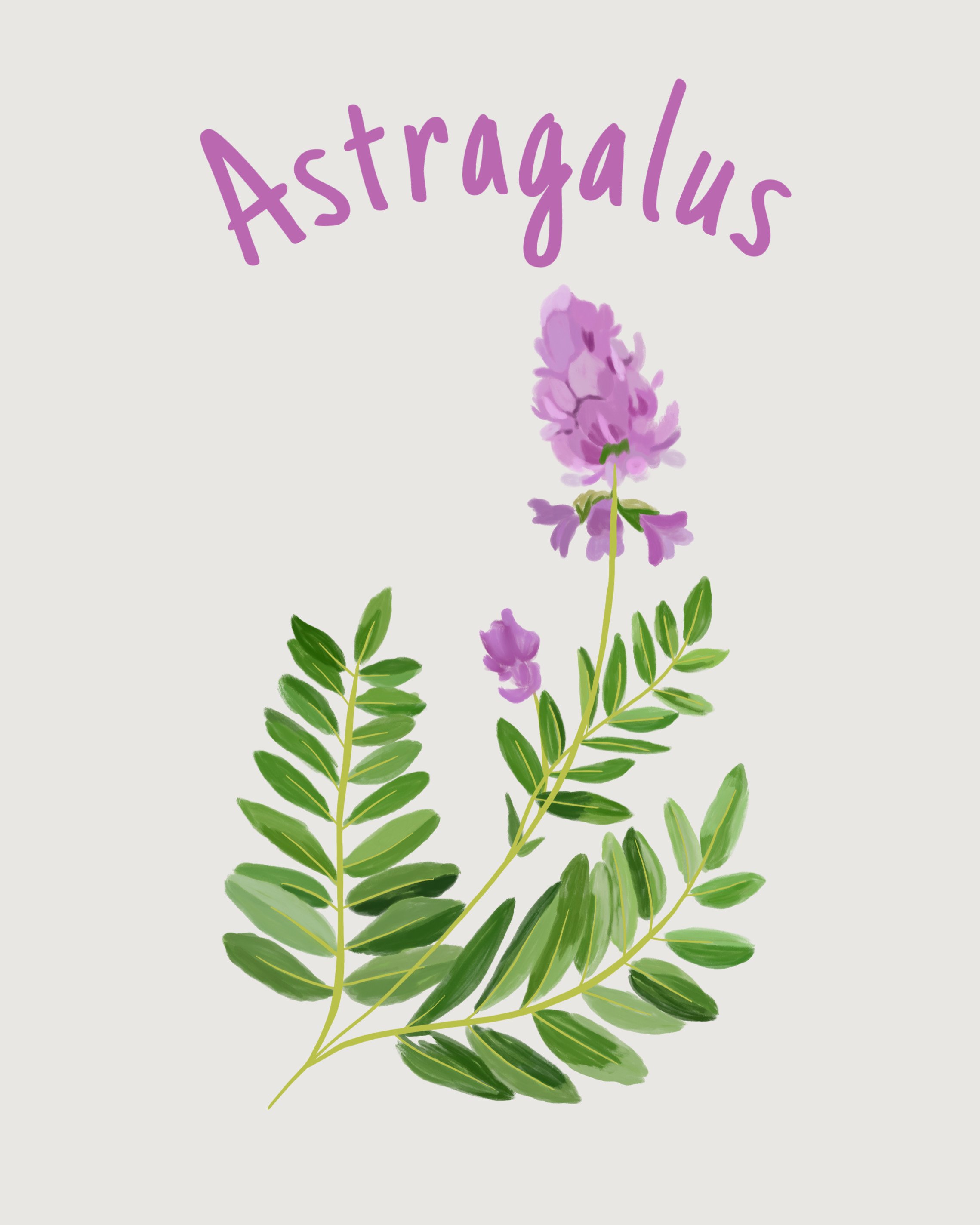 Astragalus .jpeg