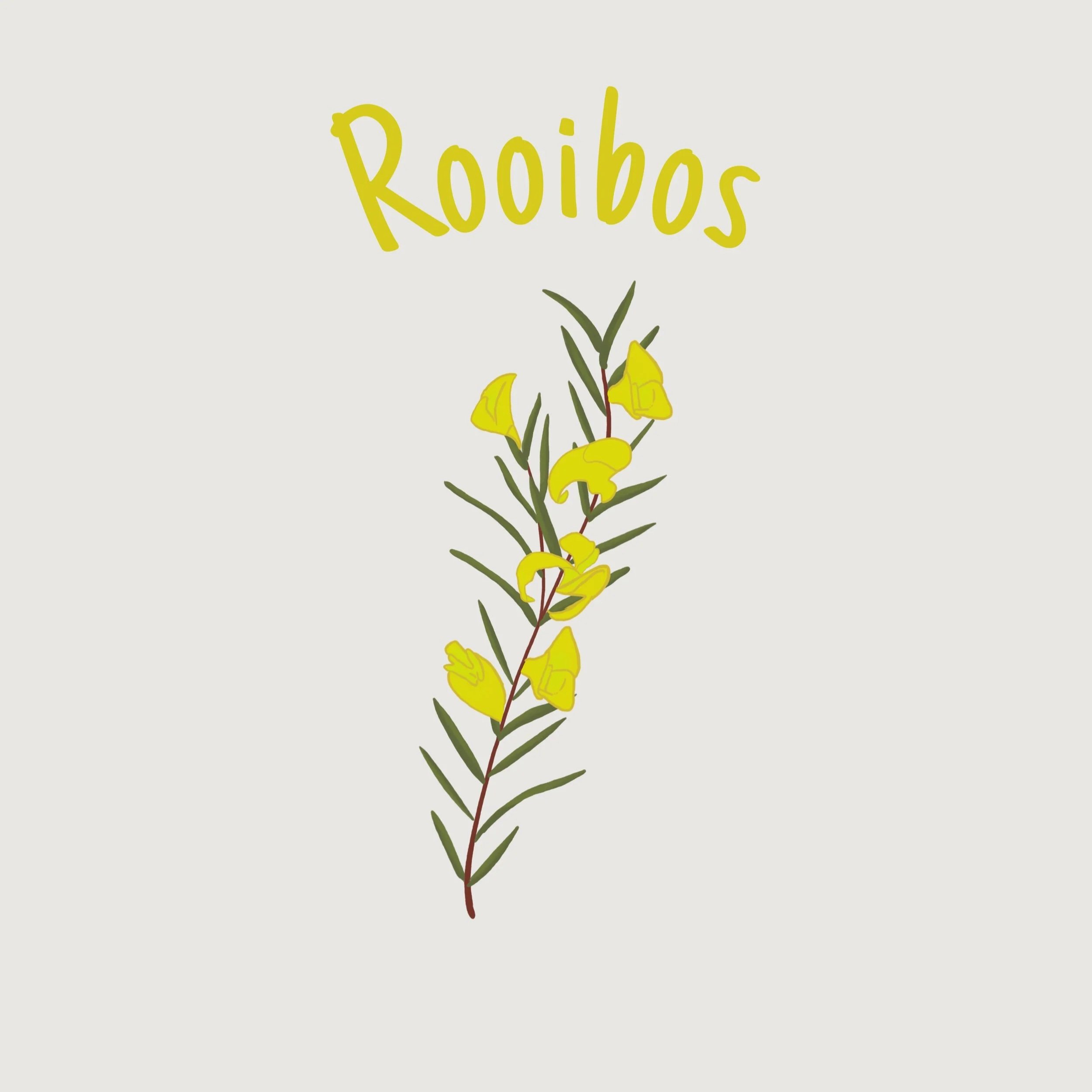 Rooibos.jpg