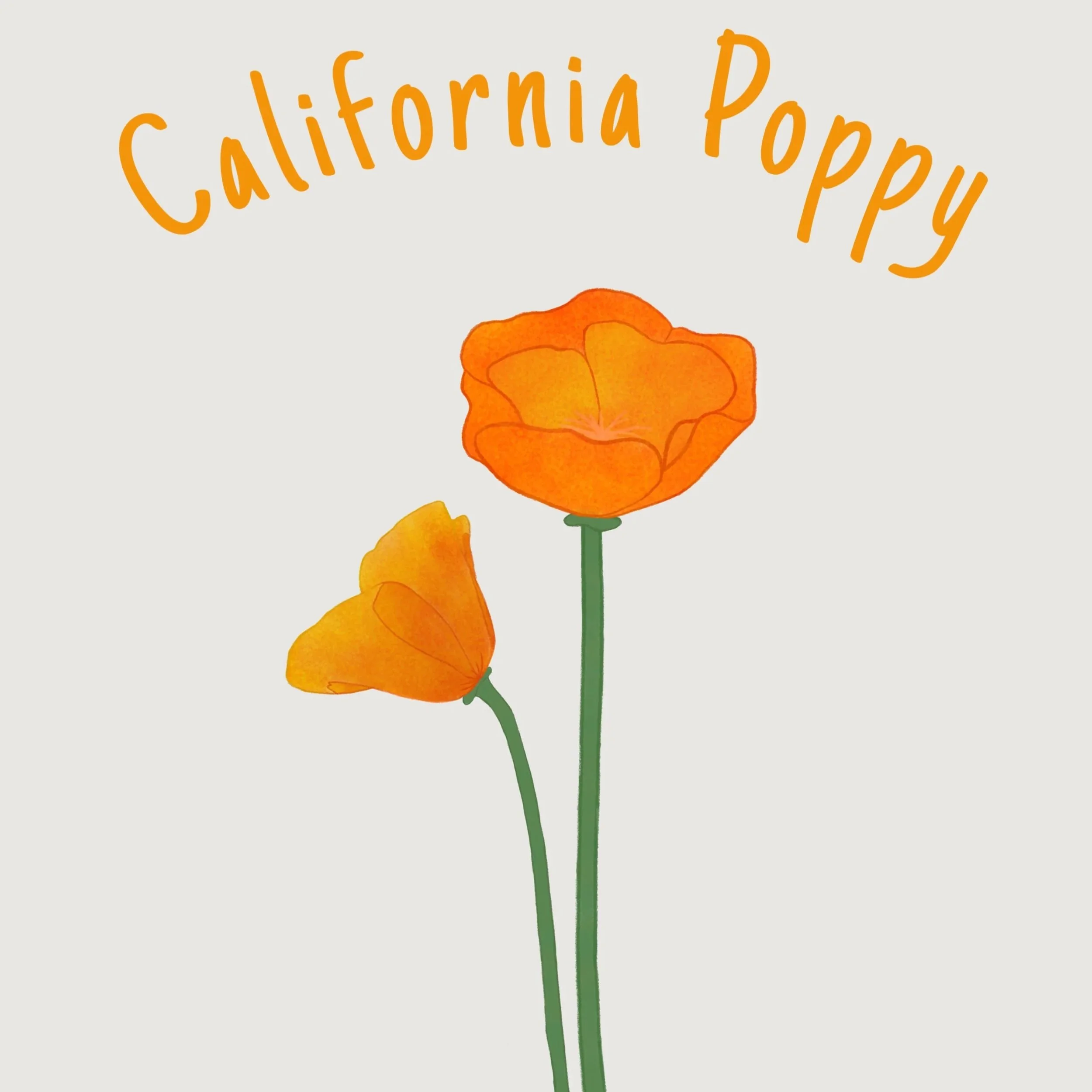 california+poppy.jpg