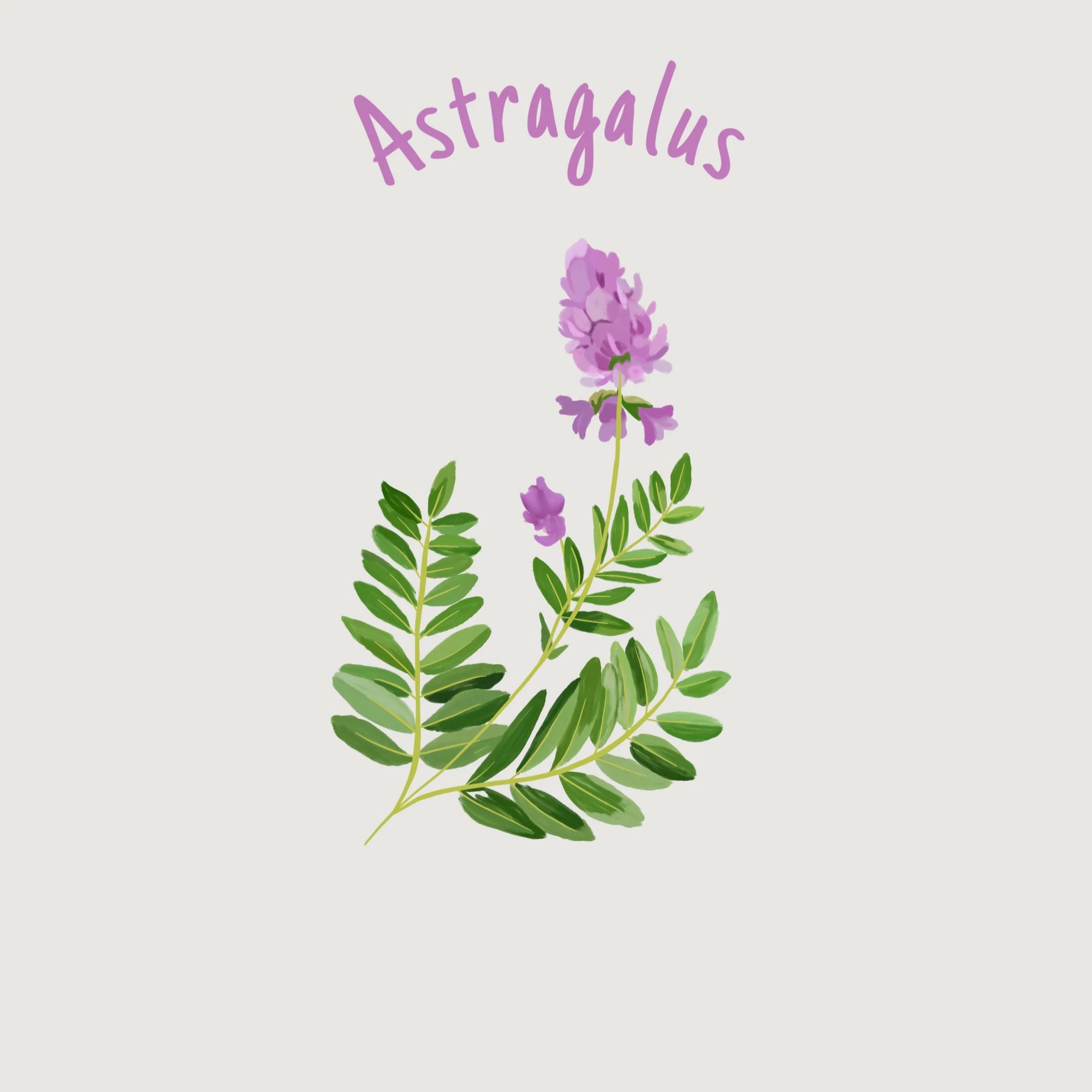 Astragalus.jpg