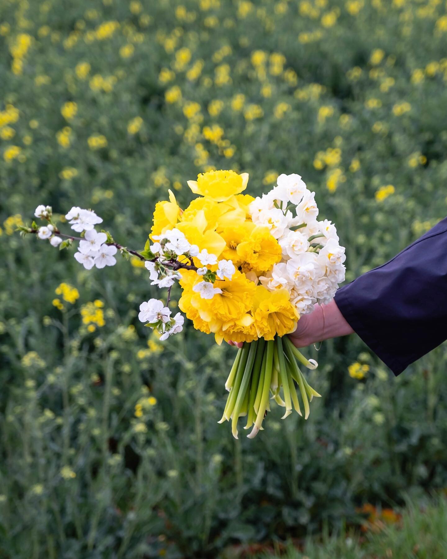 Bouquet of daffodils &lsquo;the bride&rsquo; and &lsquo;beowulf&rsquo;, newly added this year to our collection. Beautiful texture and unforgettable perfume ✨

#giuliettastudio #slowflowers #slow #gardenflowers #gardeninspiration #gardenflorist #flor
