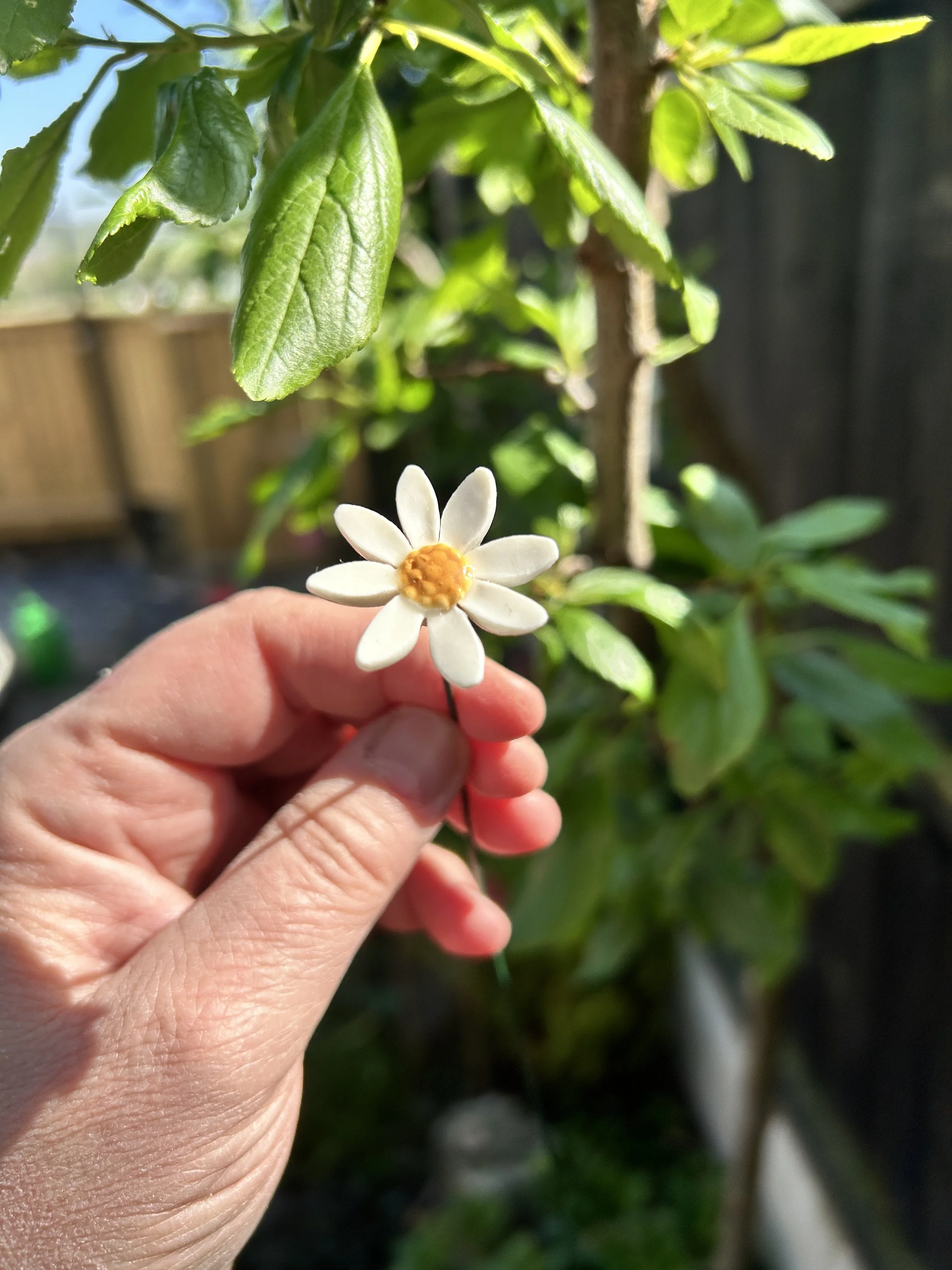 daisy 2.jpeg