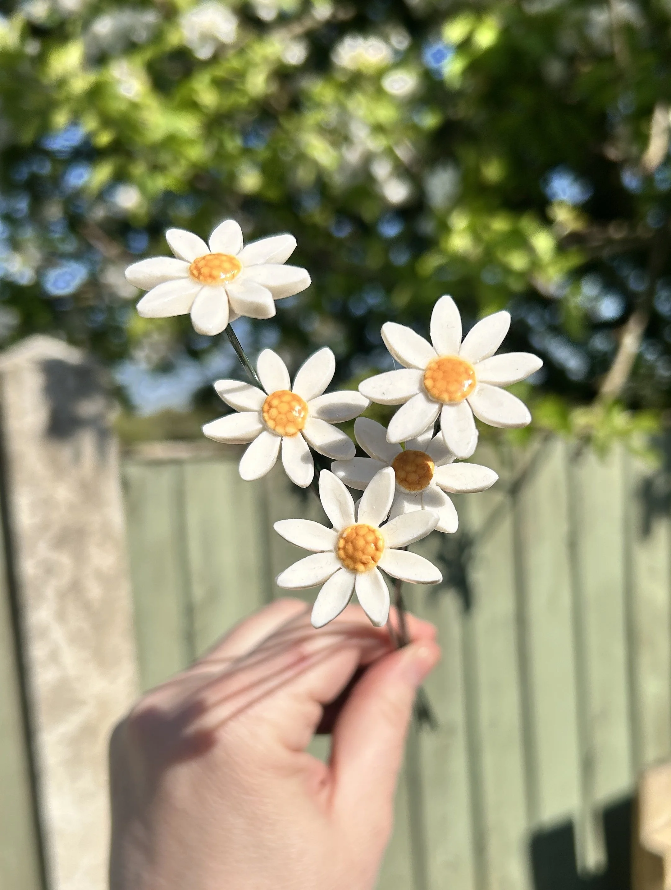 daisy 1.jpg
