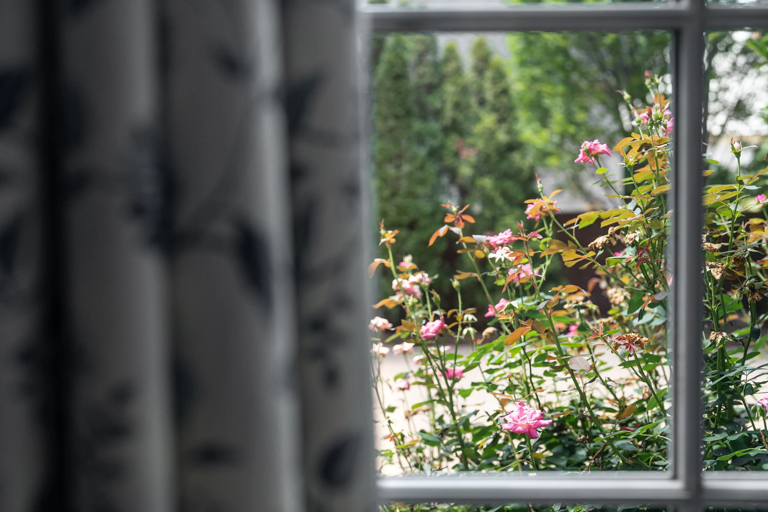 view-of-flowers-charlotte.jpg