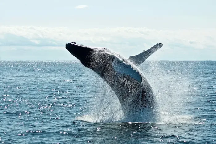 Whale breaching the water