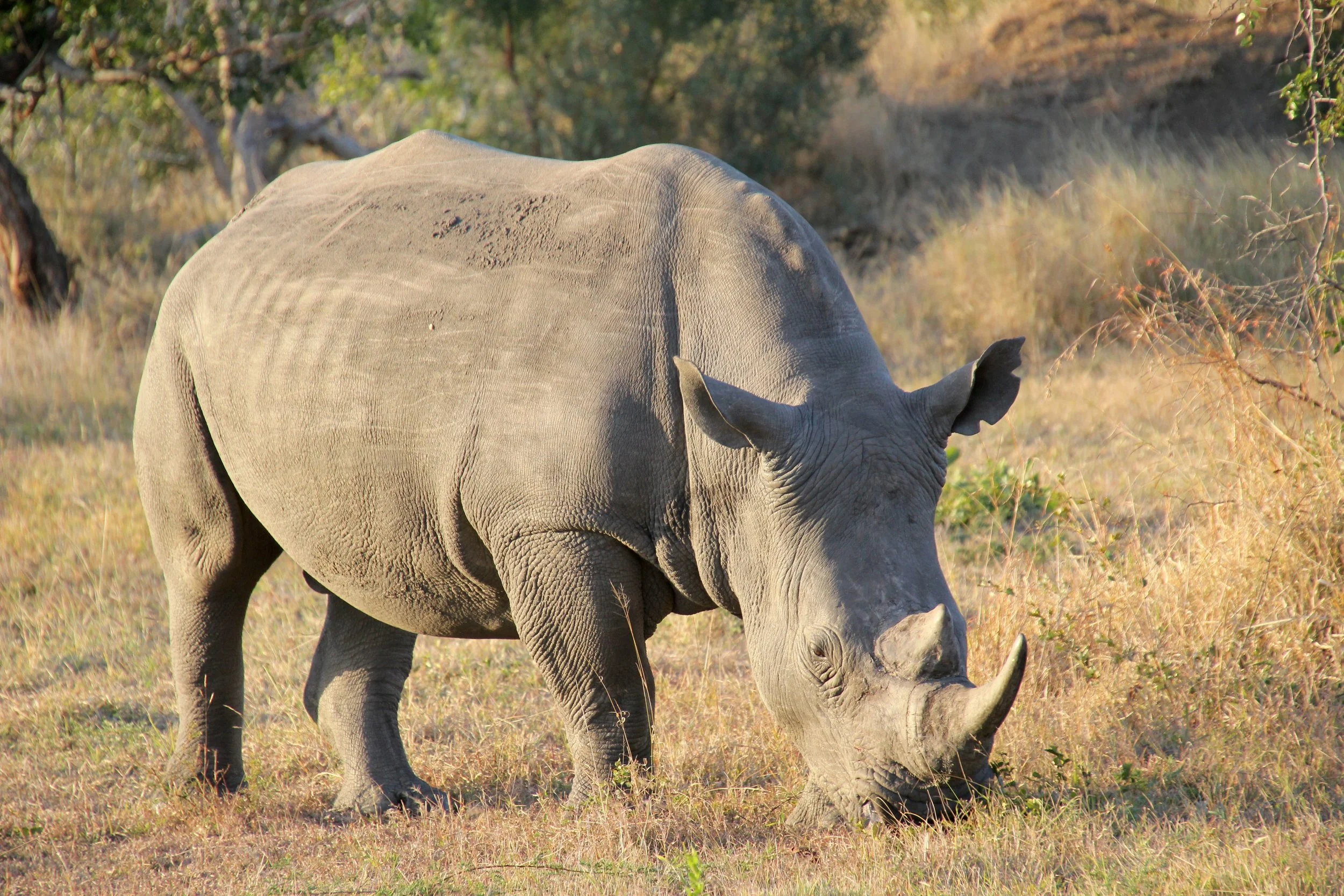Africa  0849 2011-06-18.JPG