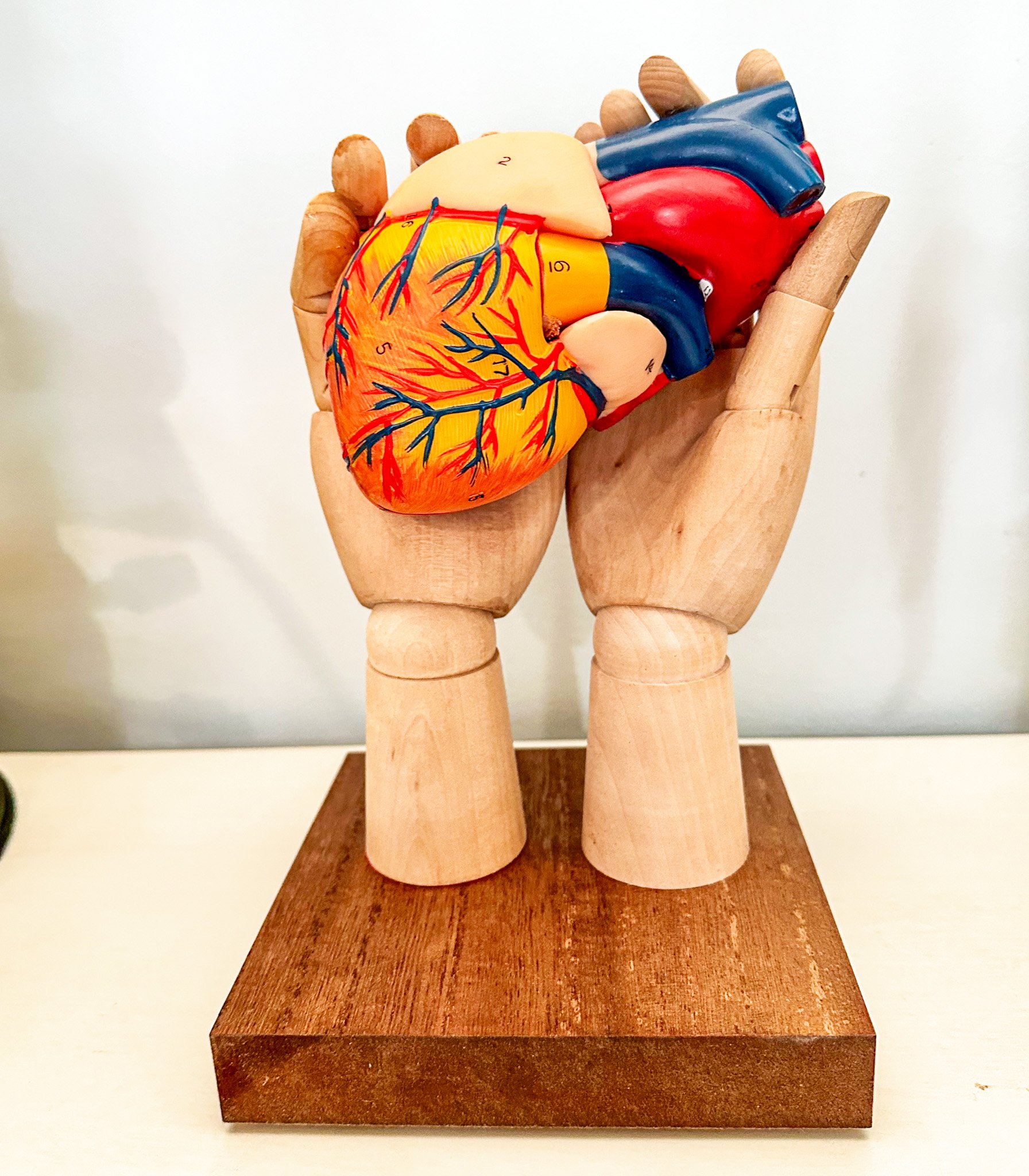 AVAILABLE; "My Heart is in Your Hands"
10" X 6" X 6"
Free-standing or Wall-Hanging
Artist's hand mannequins, anatomical heart model, wooden base.
Coming to the new show at The Old Sculpin Gallery, starting this Saturday, Artists' reception on Sunda