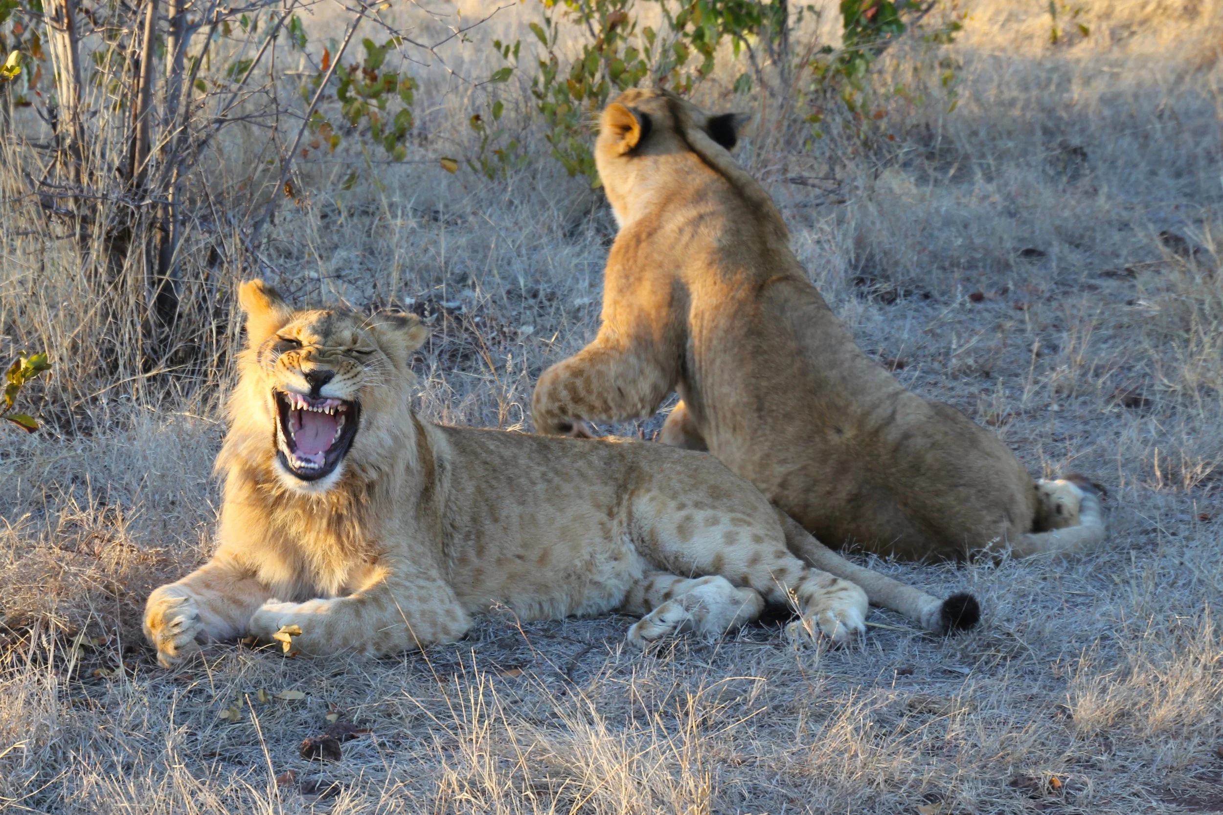 Africa  2004 2011-06-25.jpg