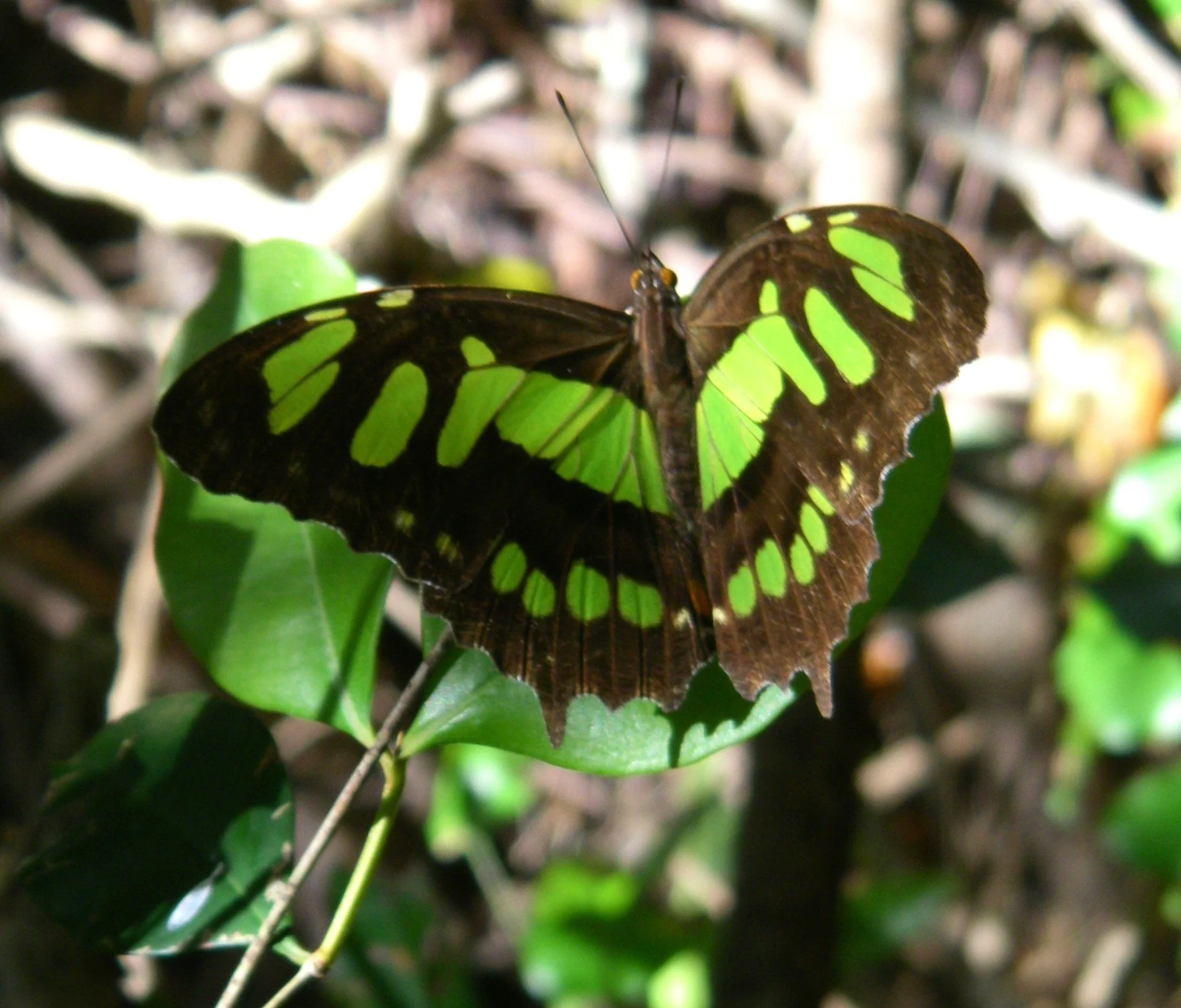 punta cana wp 196.JPG