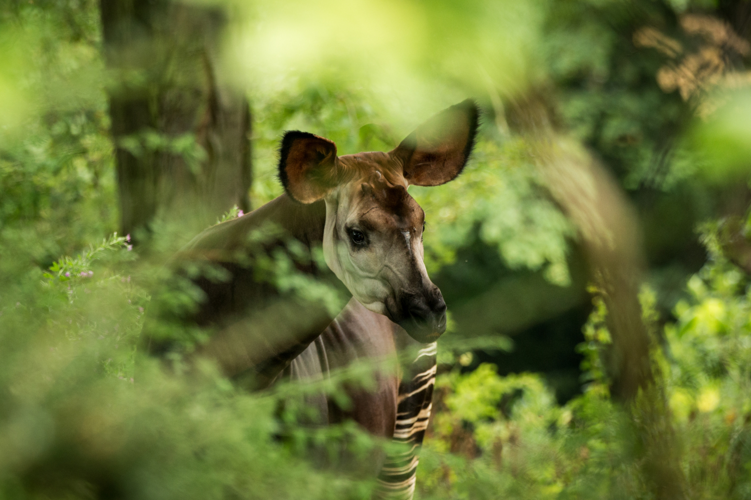 The Okapi — Okapi Conservation Project