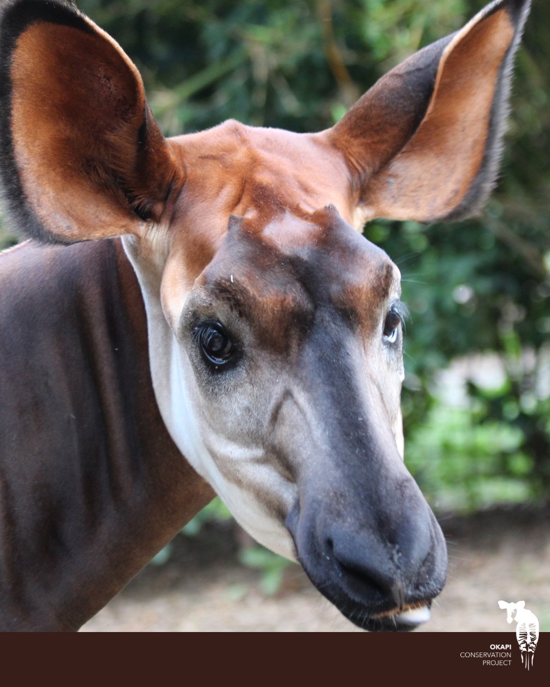 The Okapi Conservation Project fully supports the Democratic Republic of Congo&rsquo;s proposal to list the okapi on Appendix I of CITES.

This heightened level of protection is urgently needed. Okapi continue to face severe threats from poaching, il