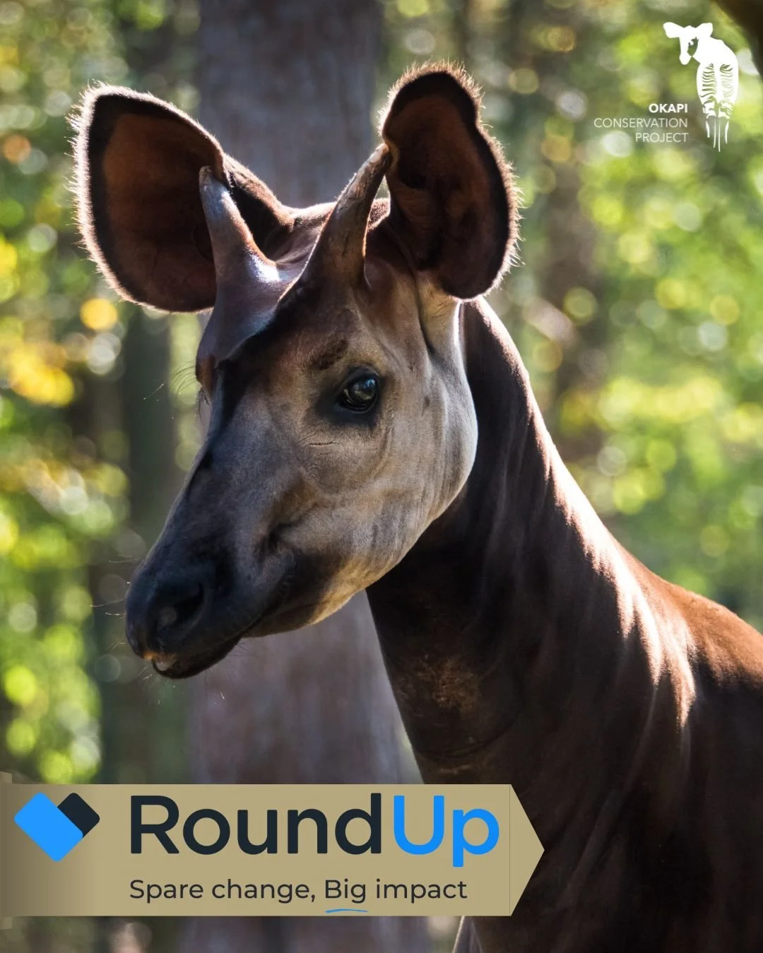 Protecting the okapi can now fit seamlessly into everyday life. Through our new partnership with Round Up, your daily purchases can be rounded up to support our vital work in the Ituri Forest. These modest contributions help help strengthen community