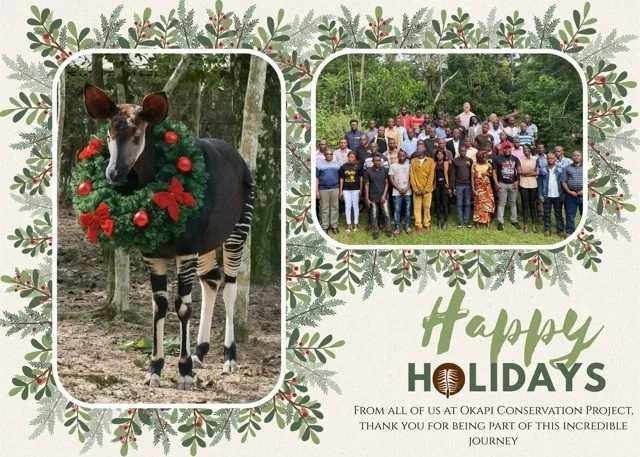 From all of us at the Okapi Conservation Project &mdash; and one very festive okapi &mdash; thank you for helping us keep the forest shining bright this year.

 Wishing you peace, wonder, and wild joy this holiday season.
&mdash; The OCP Team