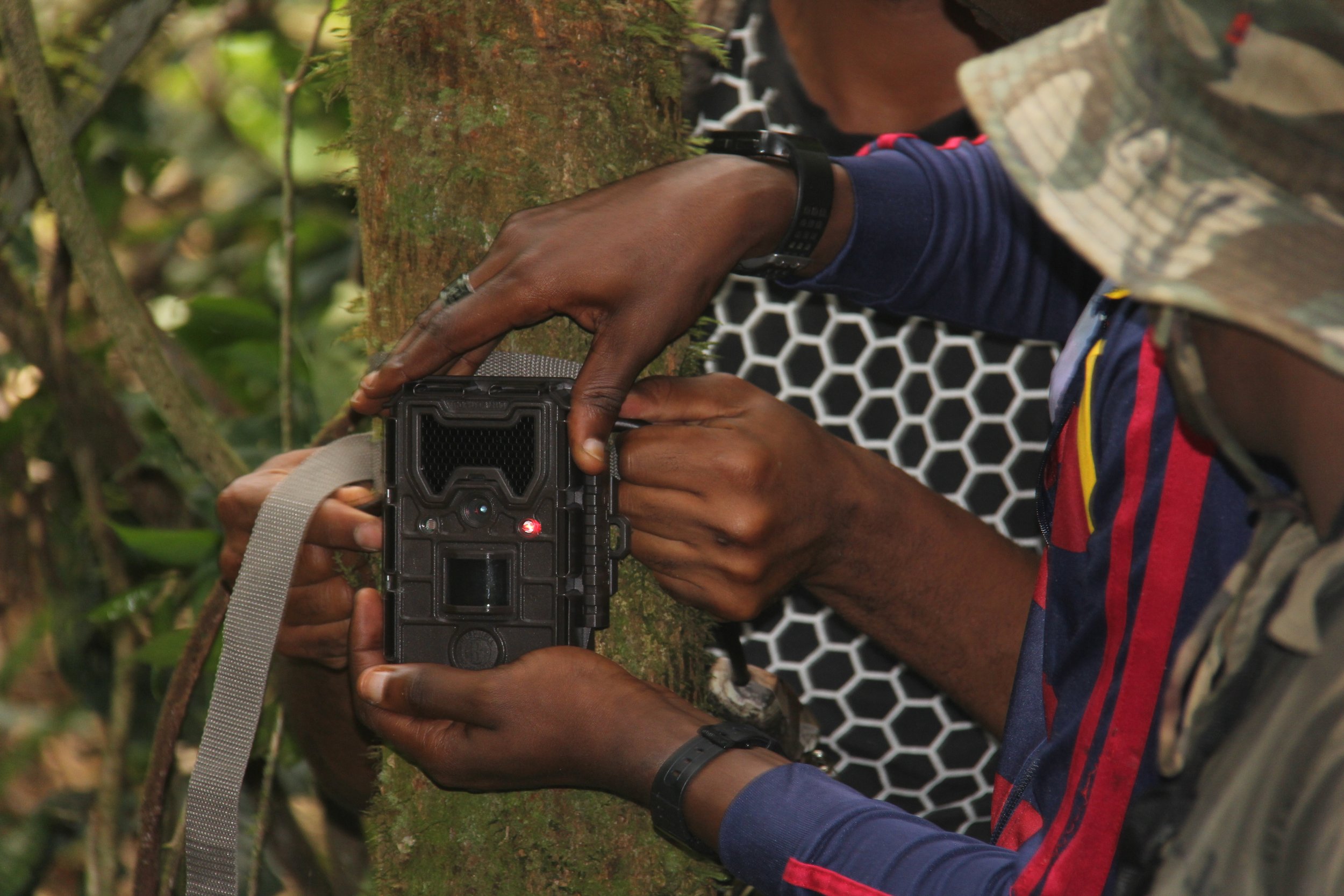 OCP team deploying camera traps in the field