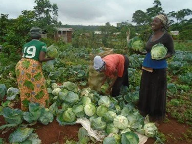 Crop of cabbages in Biakato