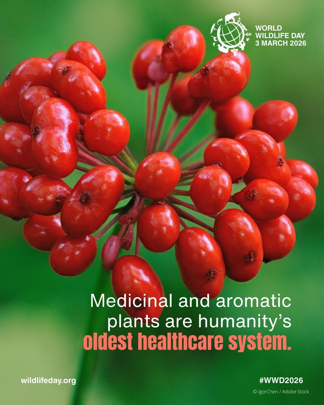 Nature holds solutions we are only beginning to understand.

This World Wildlife Day, under the theme Medicinal and Aromatic Plants: Conserving Health, Heritage and Livelihoods, we recognize the extraordinary value of the Ituri Forest. From remedies 