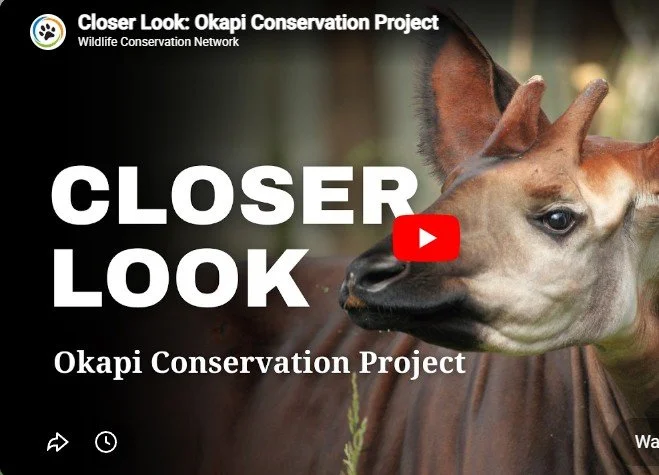 Community, Conservation, and the Congo: Watch Our Wildlife Conservation Network Webinar