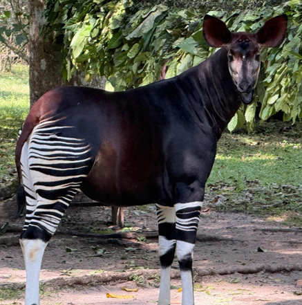 Update on Okapi Conservation Efforts in Eastern Democratic Republic of Congo