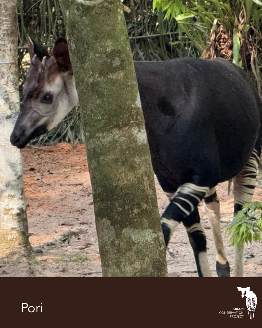 We are pleased to announce the arrival of two male okapi, Pori ("Forest") and Ekpangi ("Thank You"), at the Okapi Conservation and Education Center in Epulu, DRC. Their arrival follows months of preparation in collaboration with I