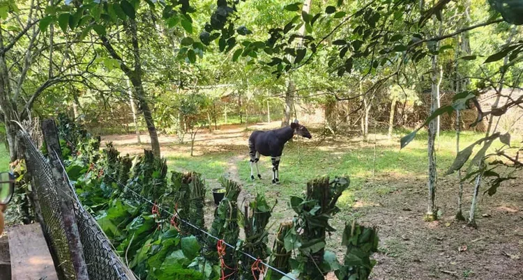 Tundana, Pori, and Ekpangi Are Doing Just Fine
