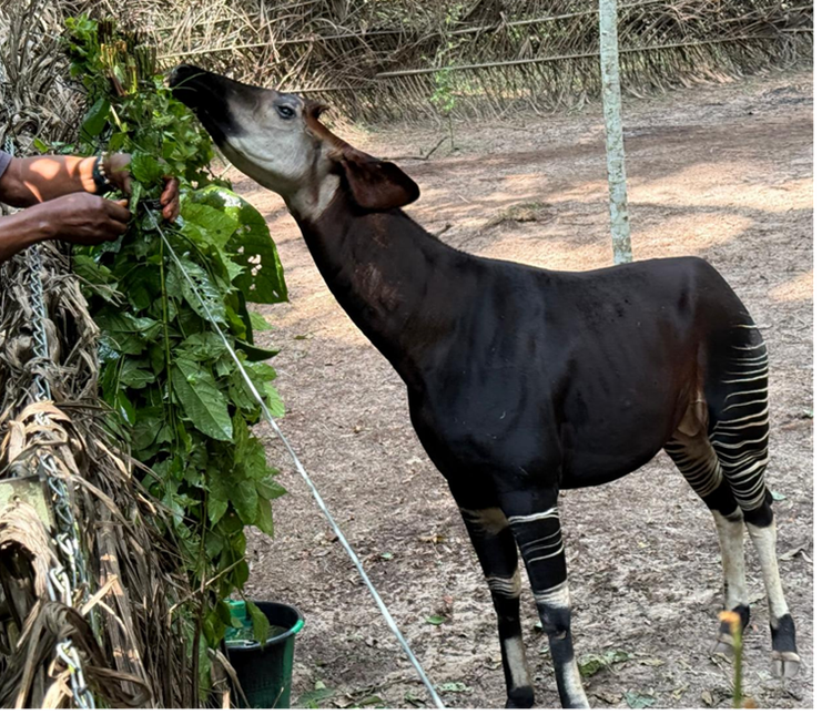 Meet Pori and Ekpangi: Two New Okapi That Now Call Epulu Home
