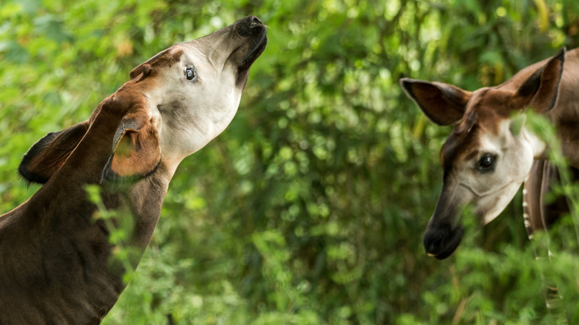 World Okapi Day — Okapi Conservation Project