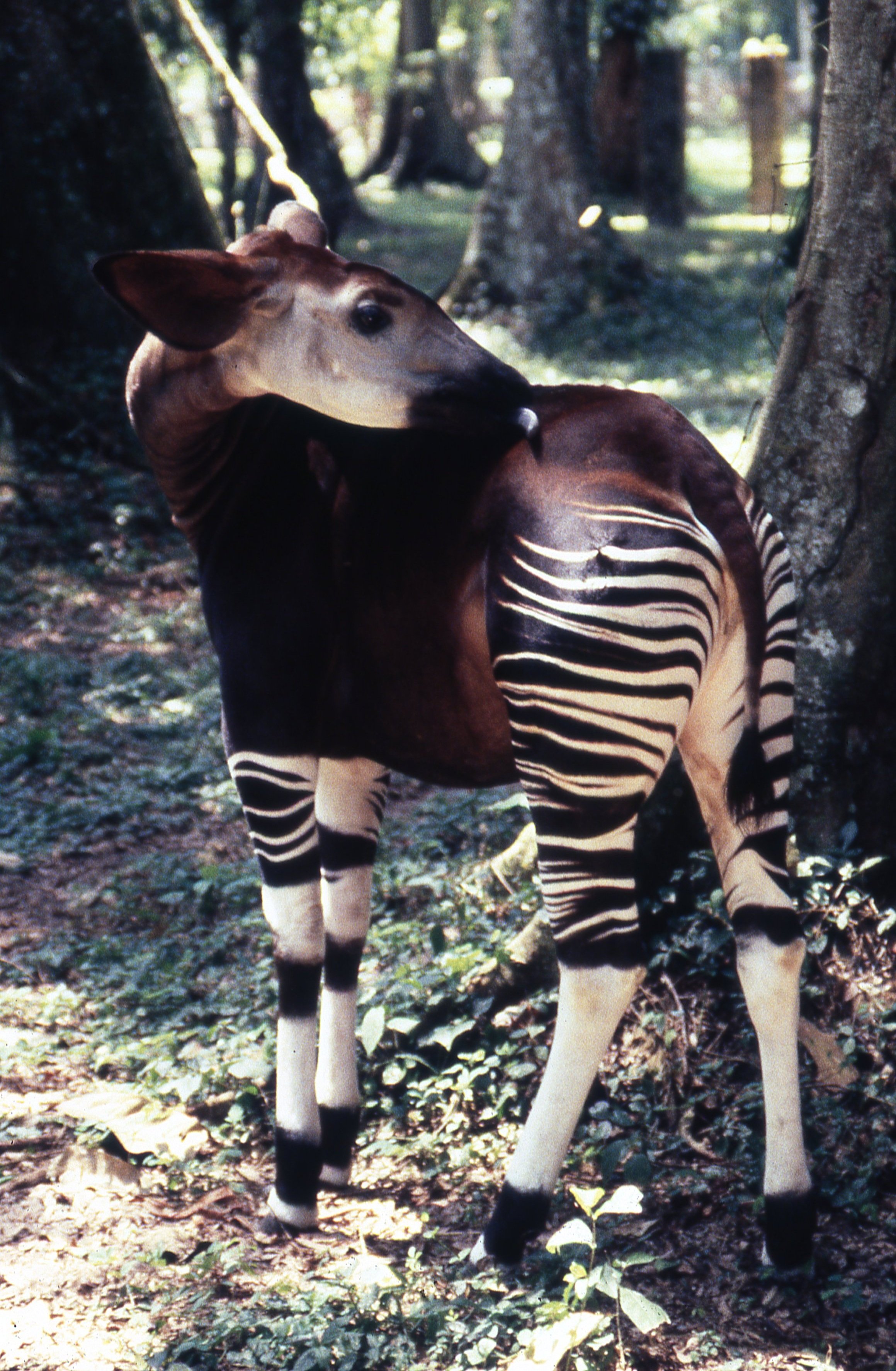 The Okapi — Okapi Conservation Project