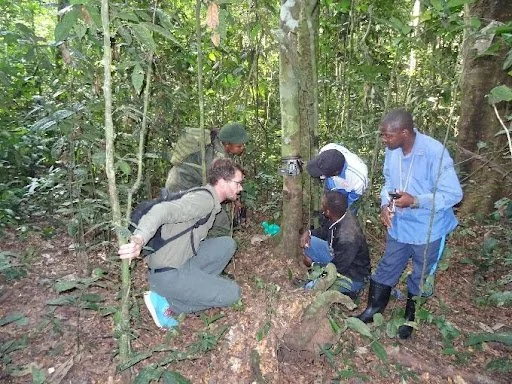 Camera Trapping for Unique Species — Okapi Conservation Project