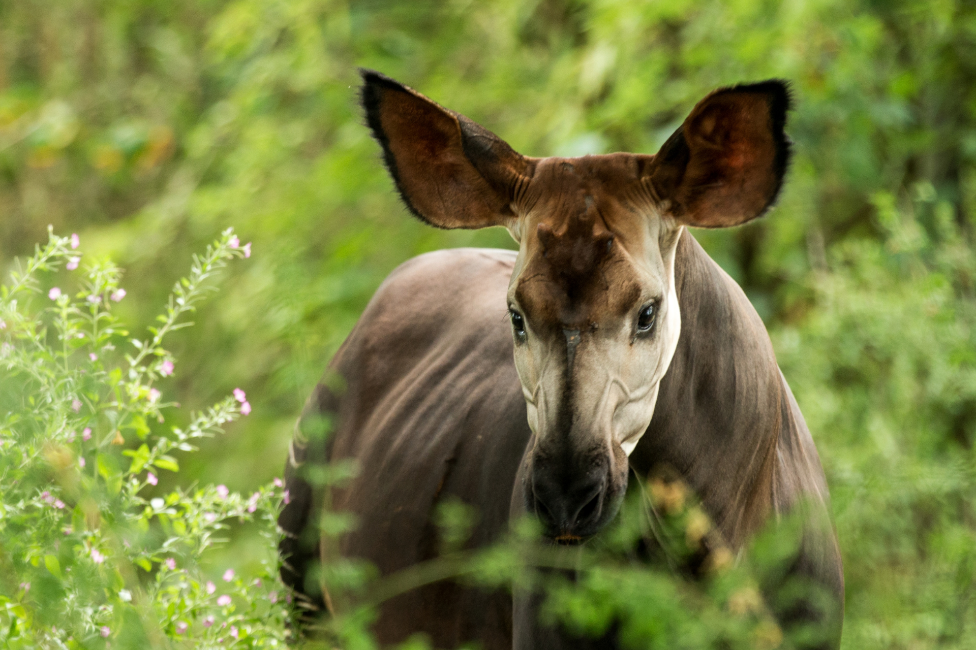 General 1 — Okapi Conservation Project