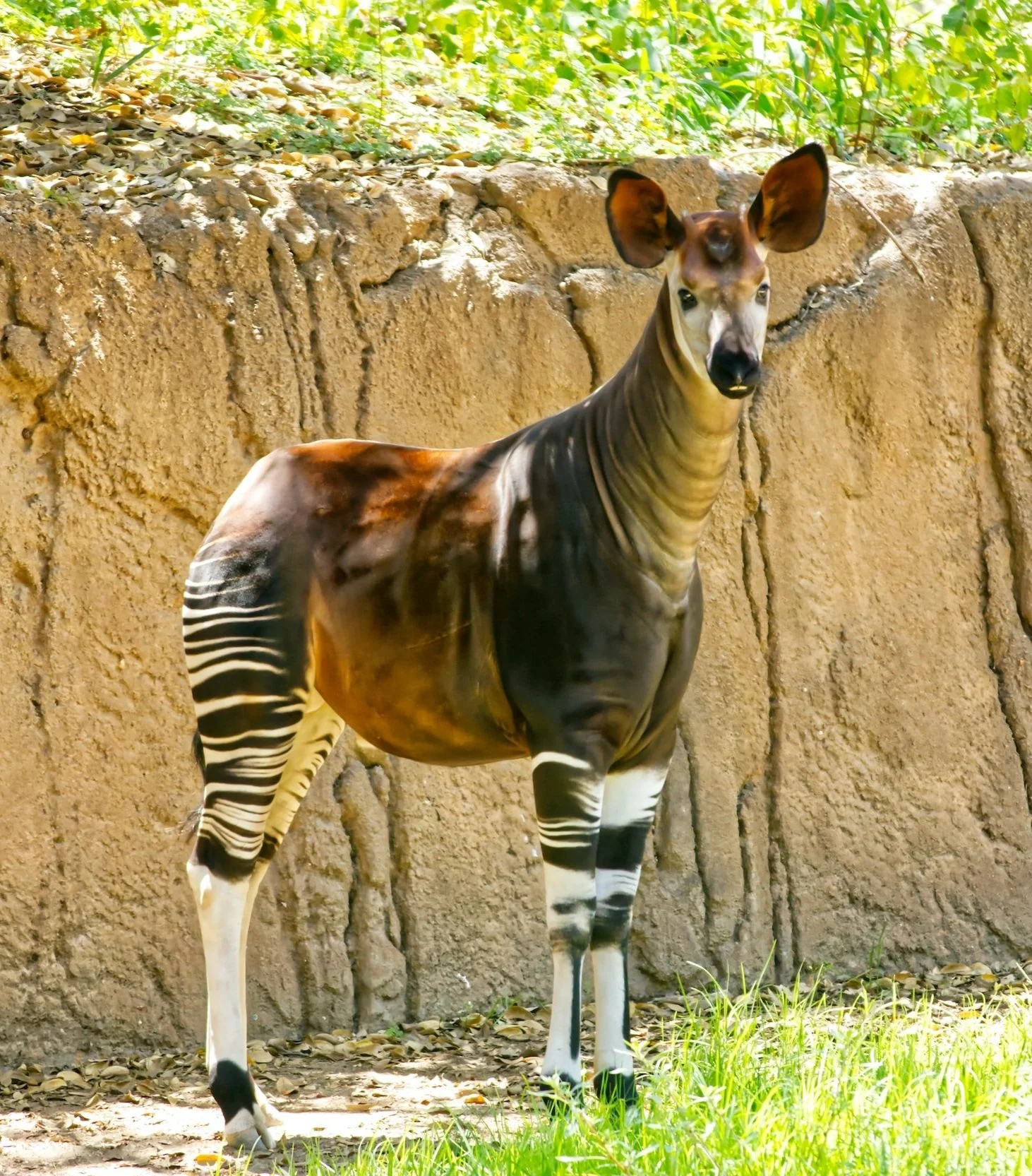 General 1 Okapi Conservation Project General 1 Okapi Conservation Project