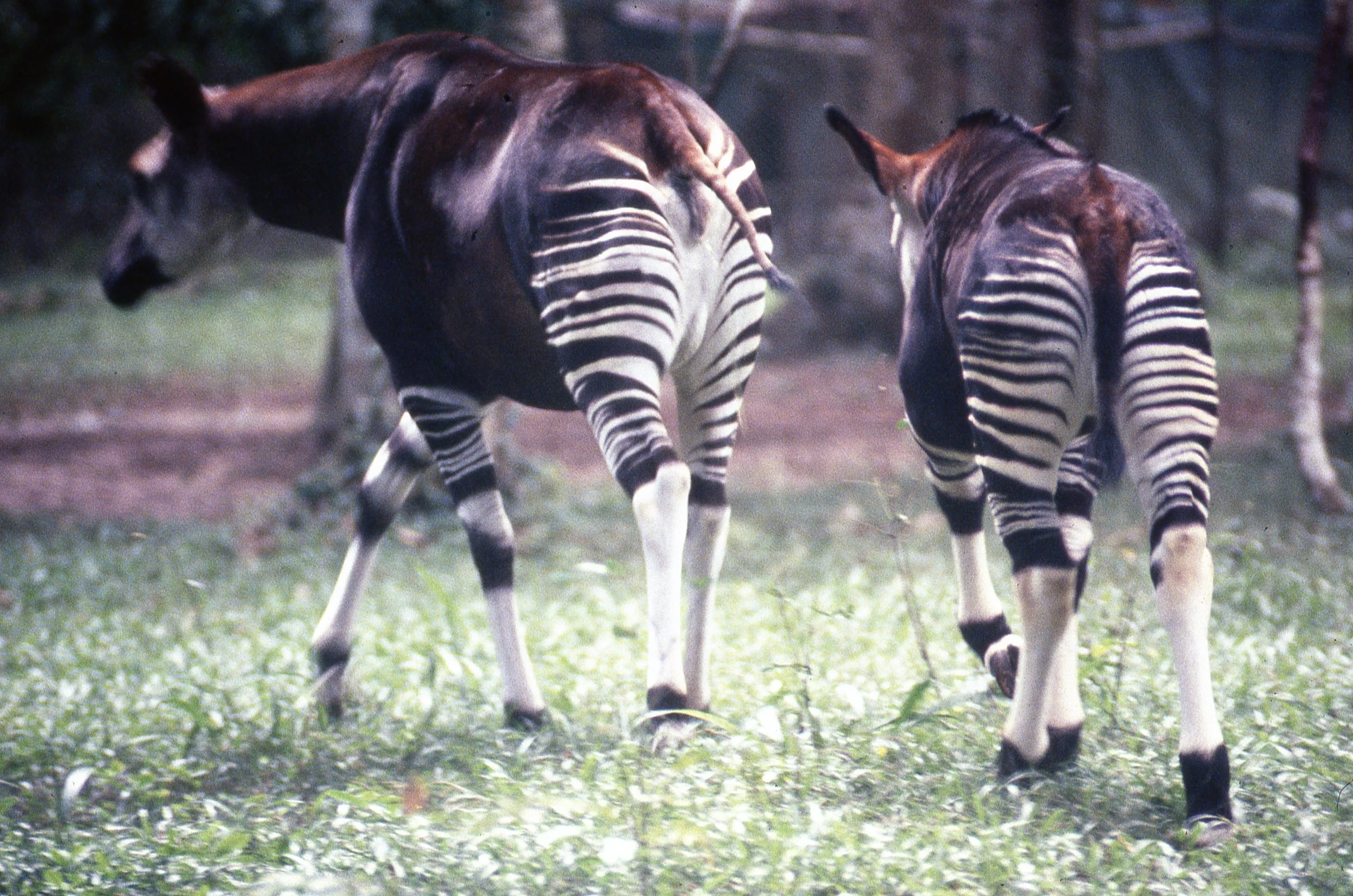 World Okapi Day — Okapi Conservation Project – JFFA