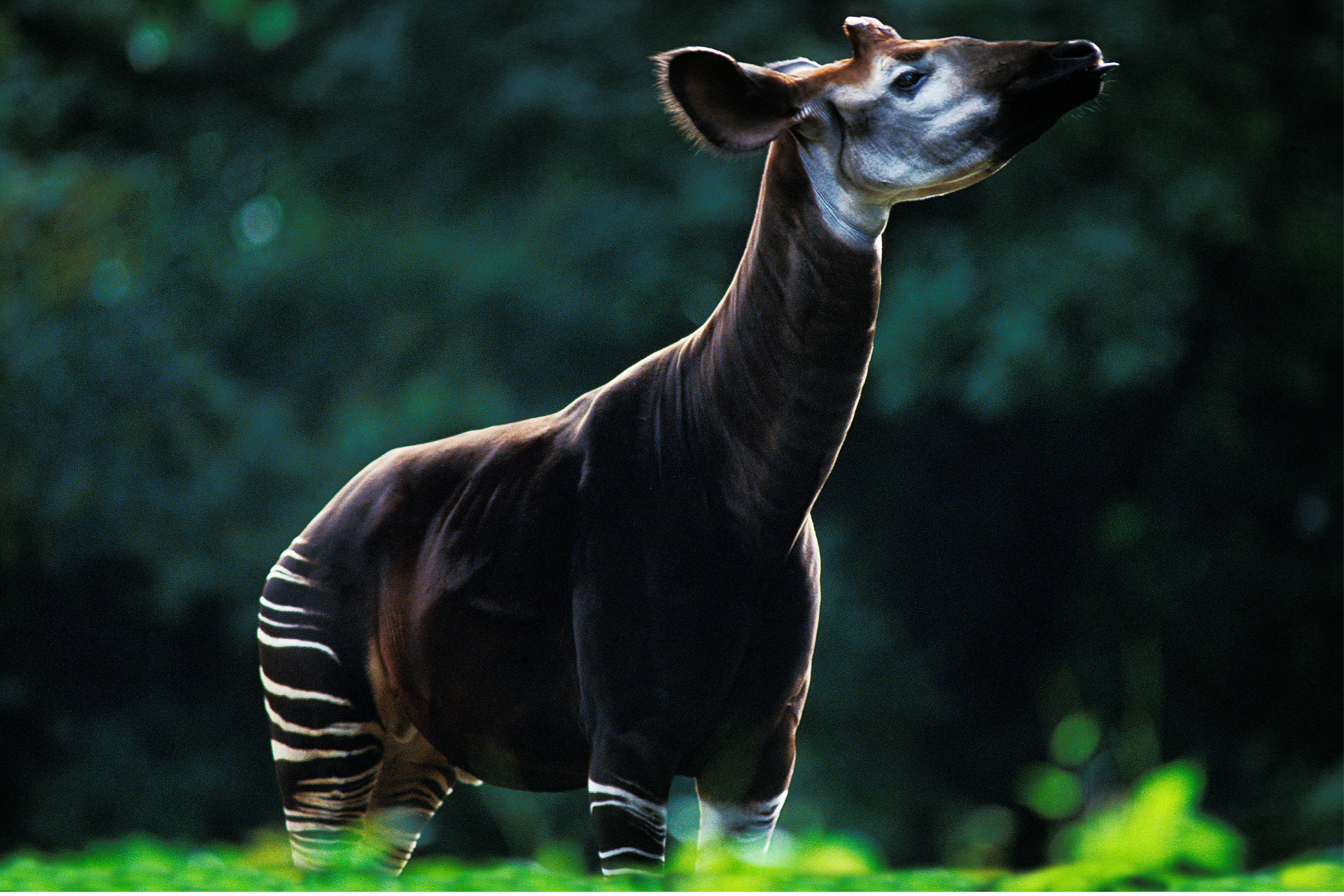 Board Members Okapi Conservation Project