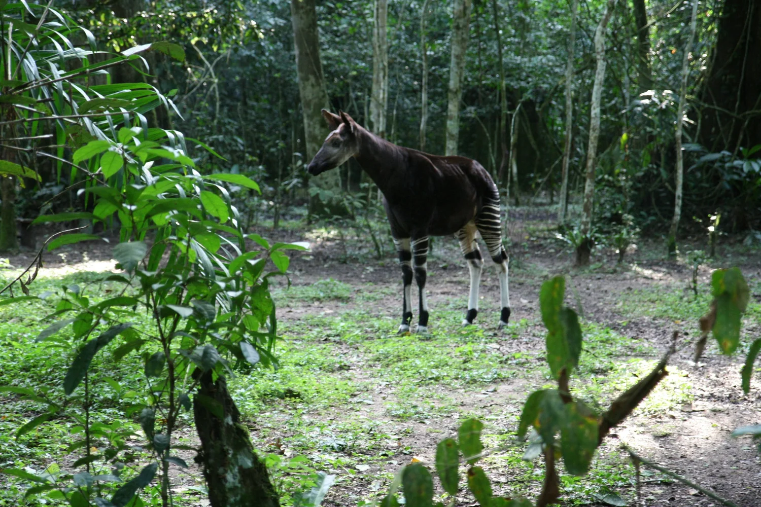 World Okapi Day — Okapi Conservation Project – JFFA