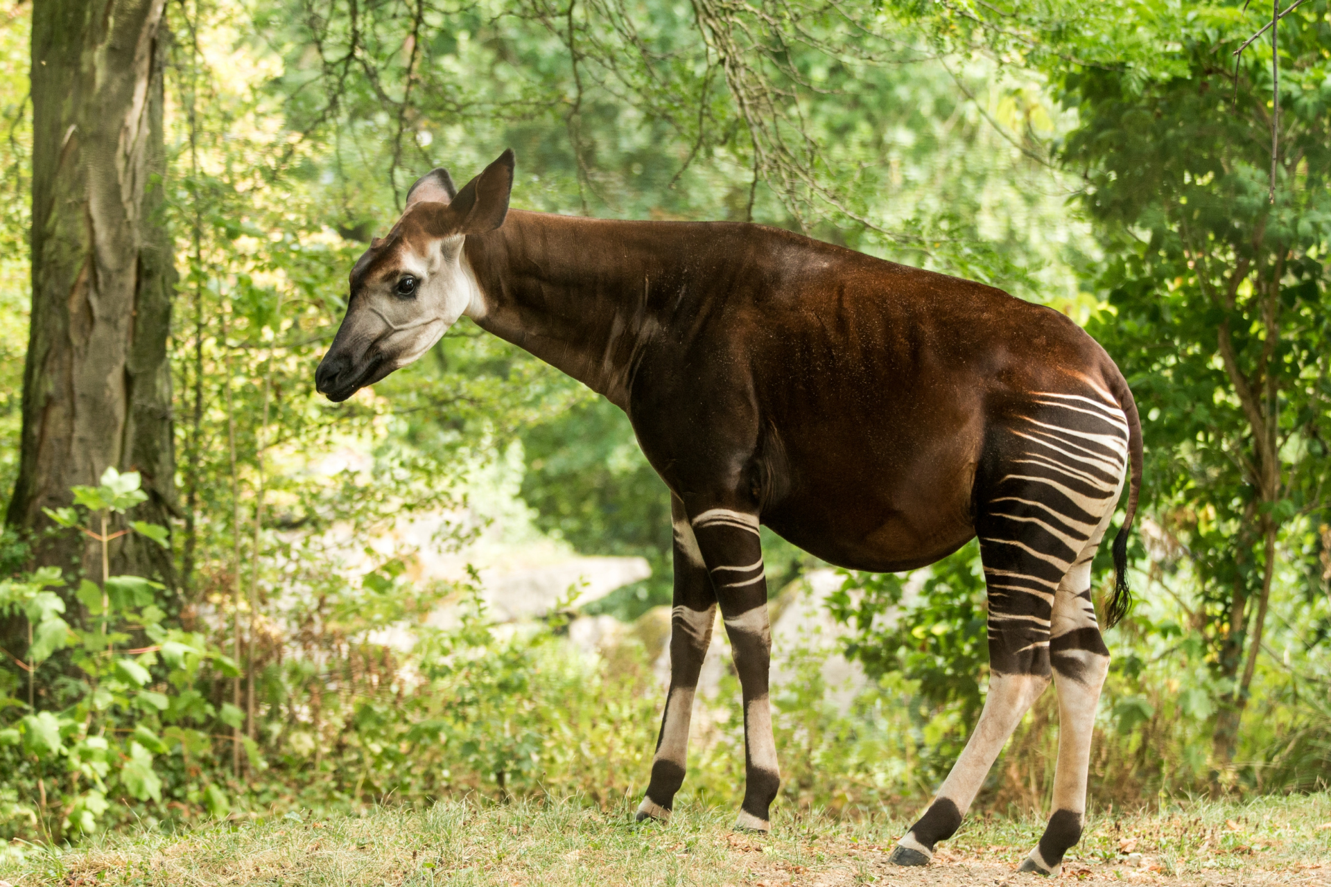 The Reserve — Okapi Conservation Project