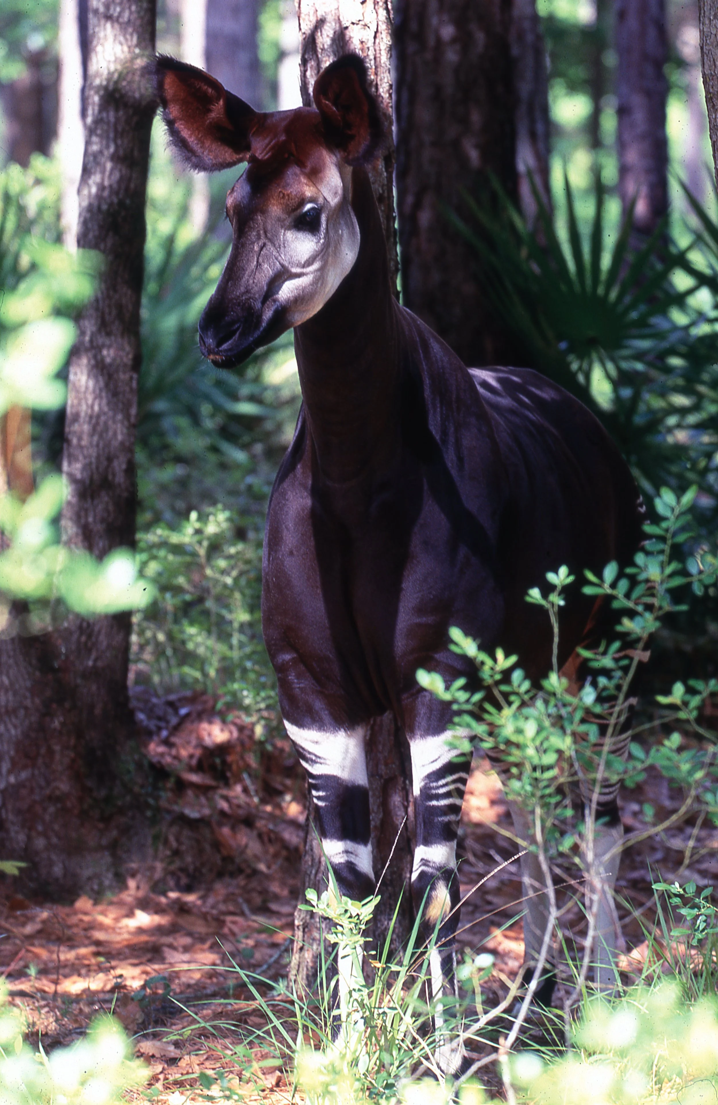 The Okapi Okapi Conservation Project