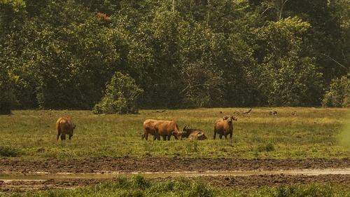 Other Animals of the Reserve — Okapi Conservation Project