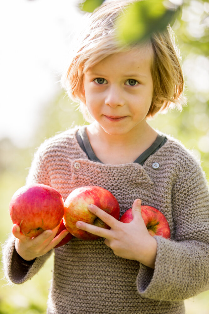 Apple picking and traditional Dutch apple pie