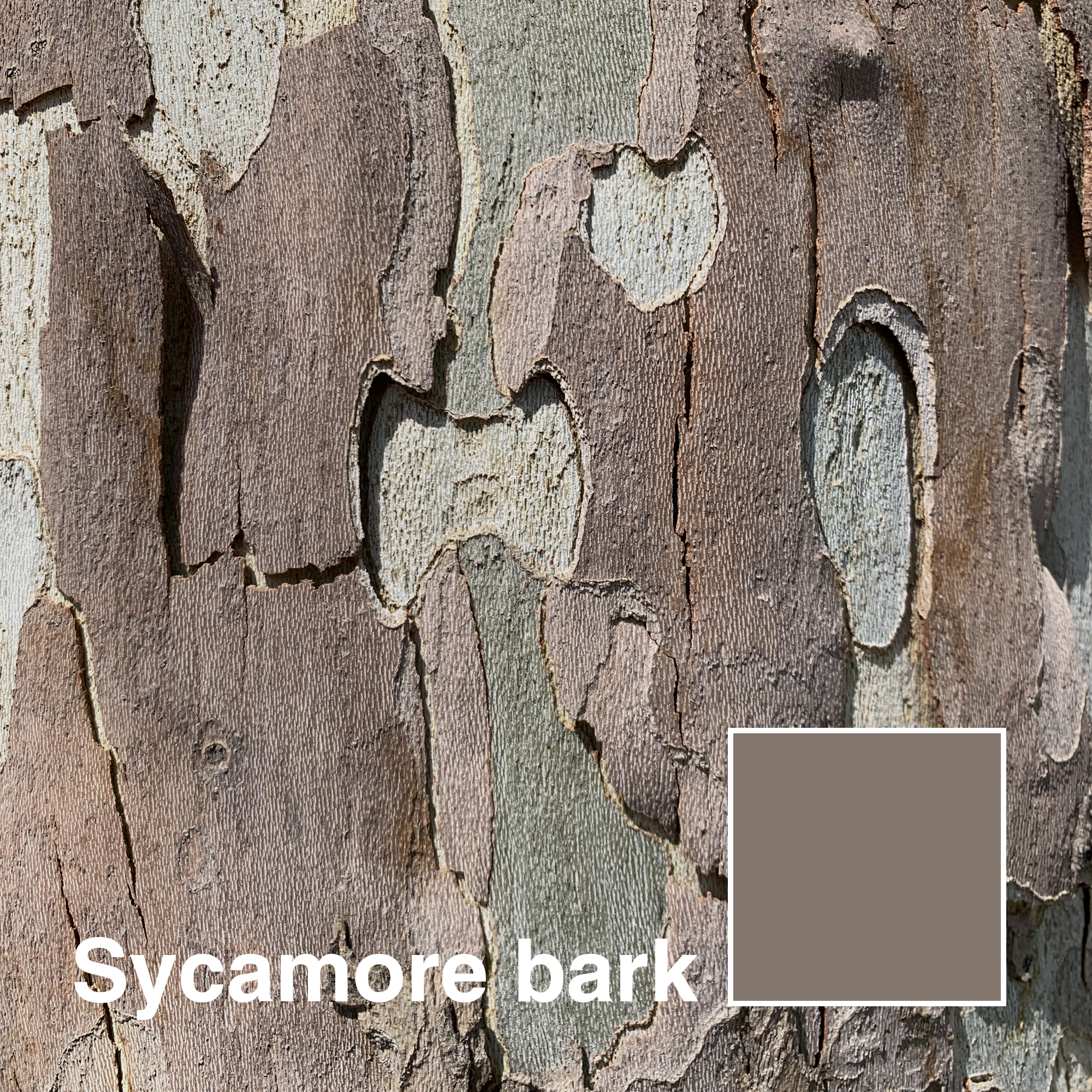 SYCAMORE-BARK_title.png