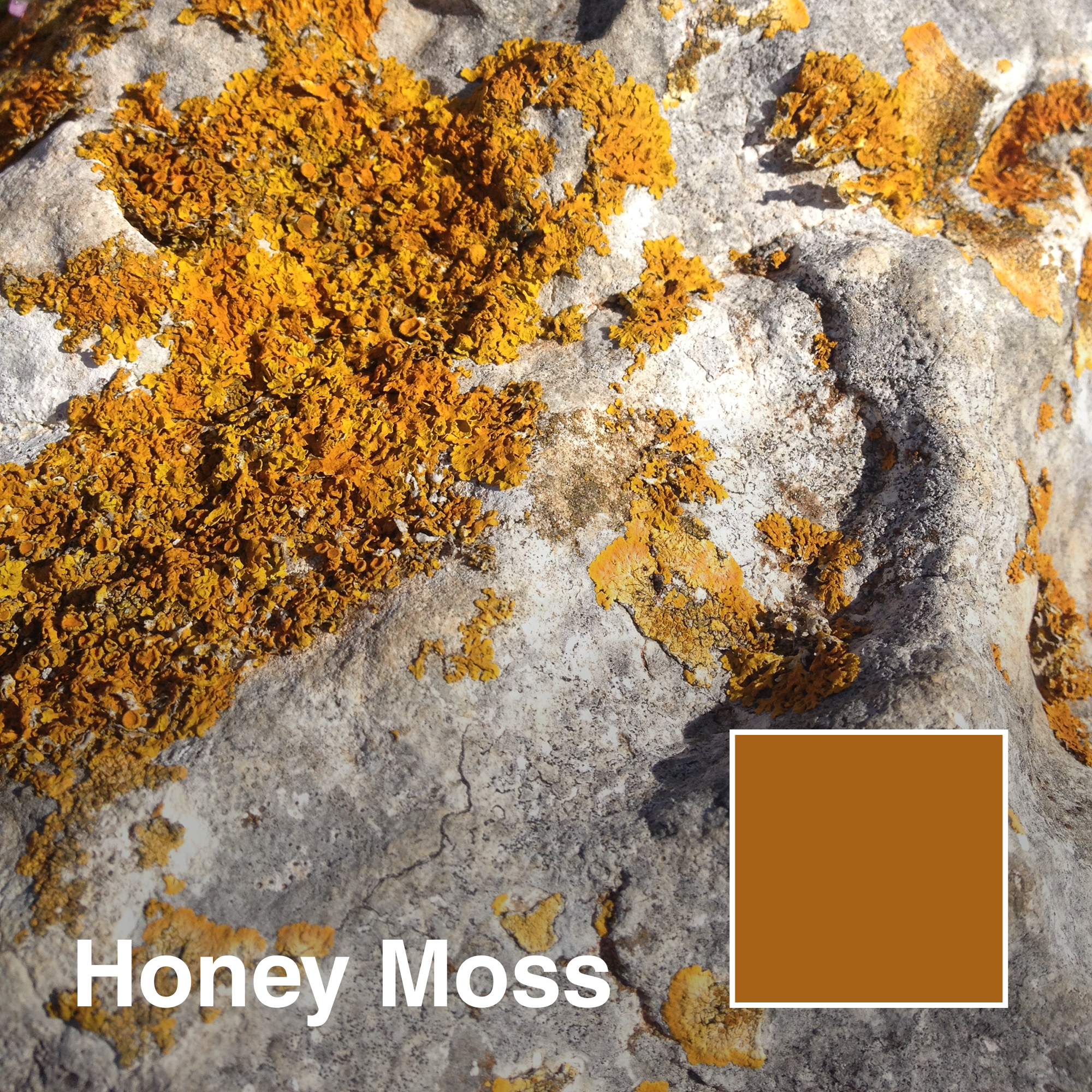 HONEY-MOSS_titles.png