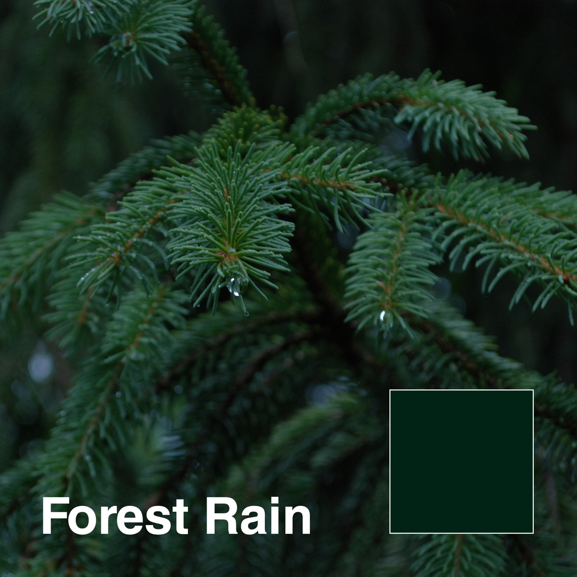 Forest-Rain-title.png